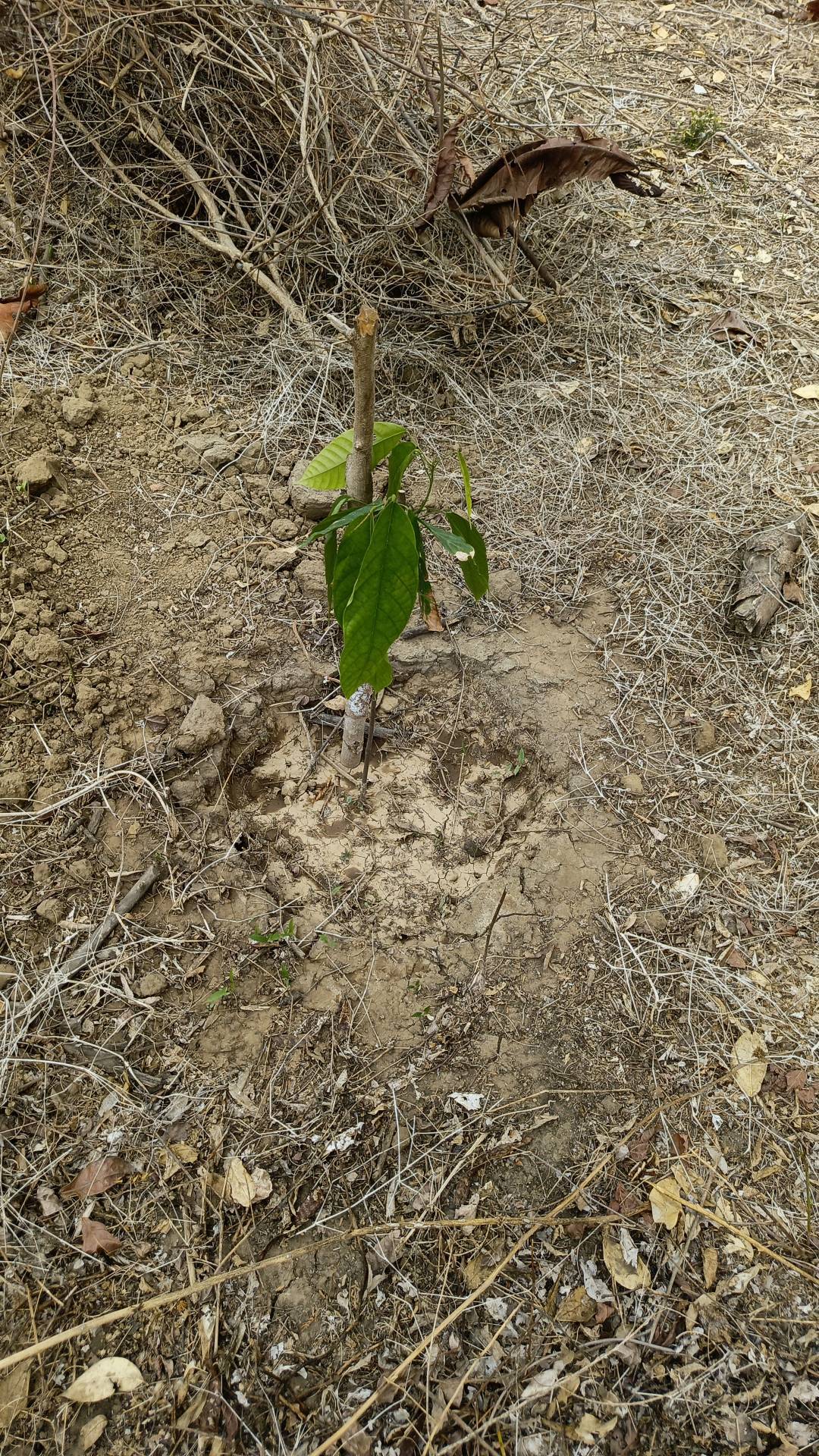 tree