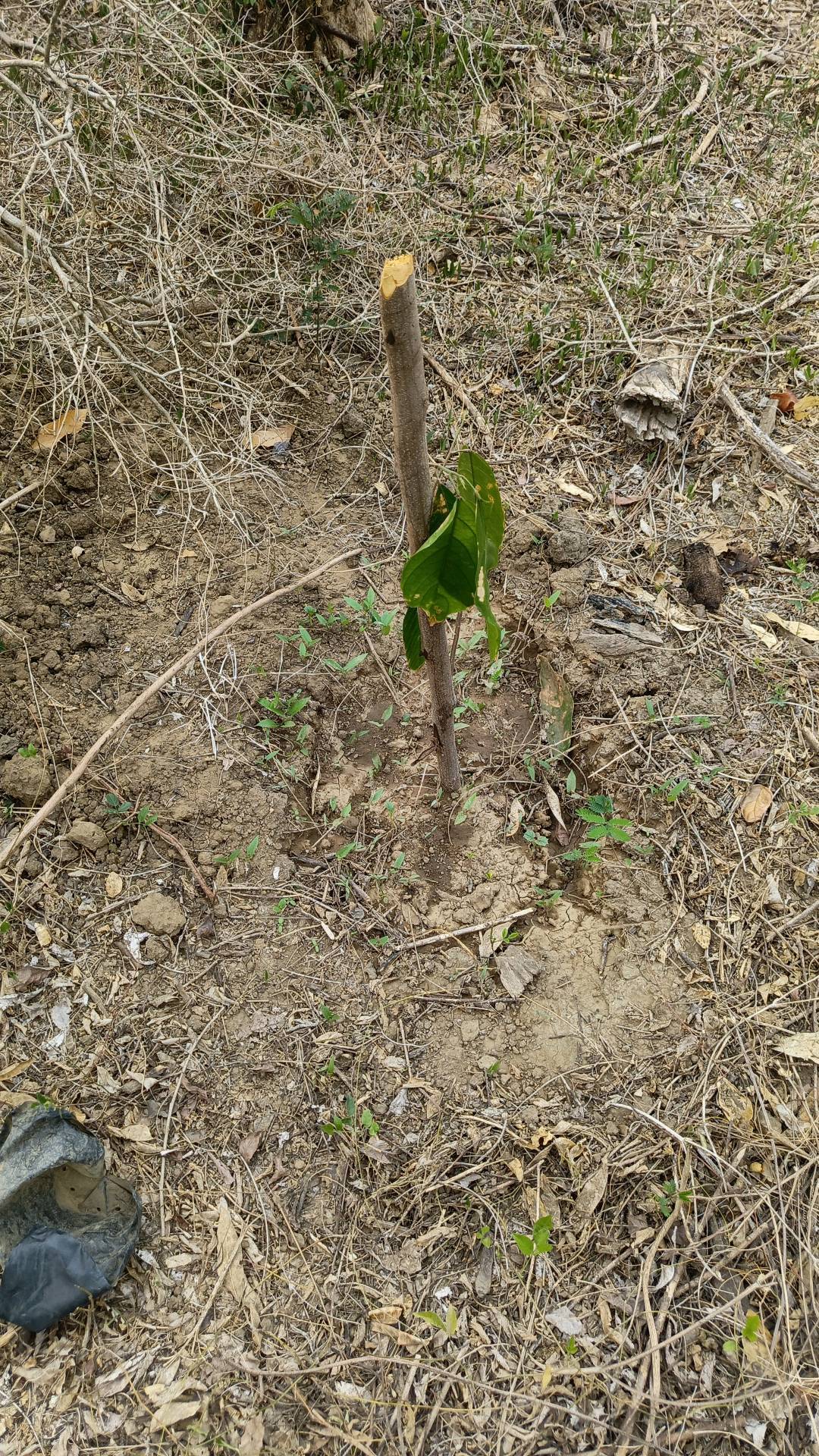 tree