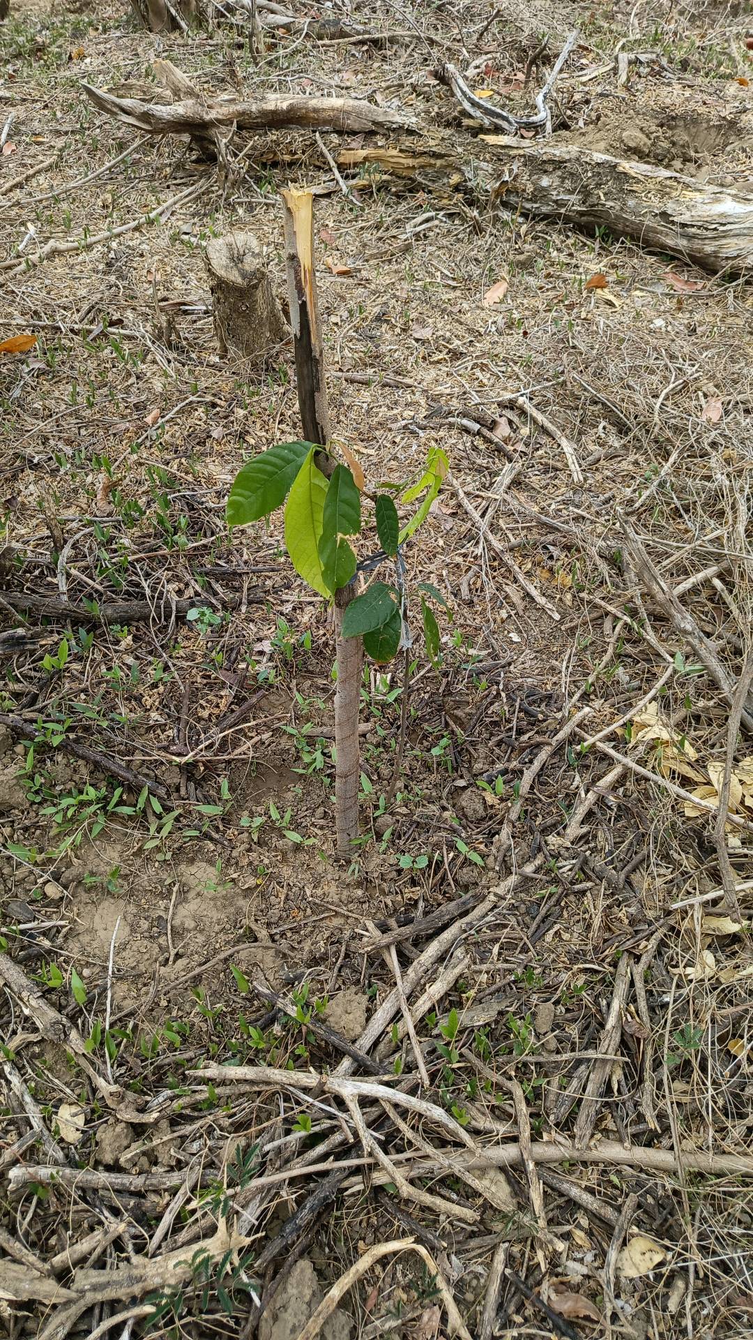 tree