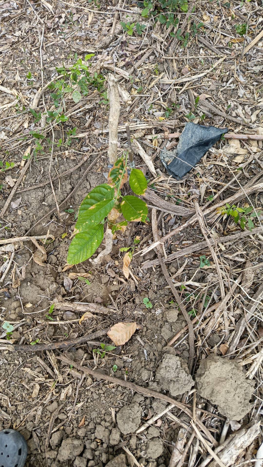 tree