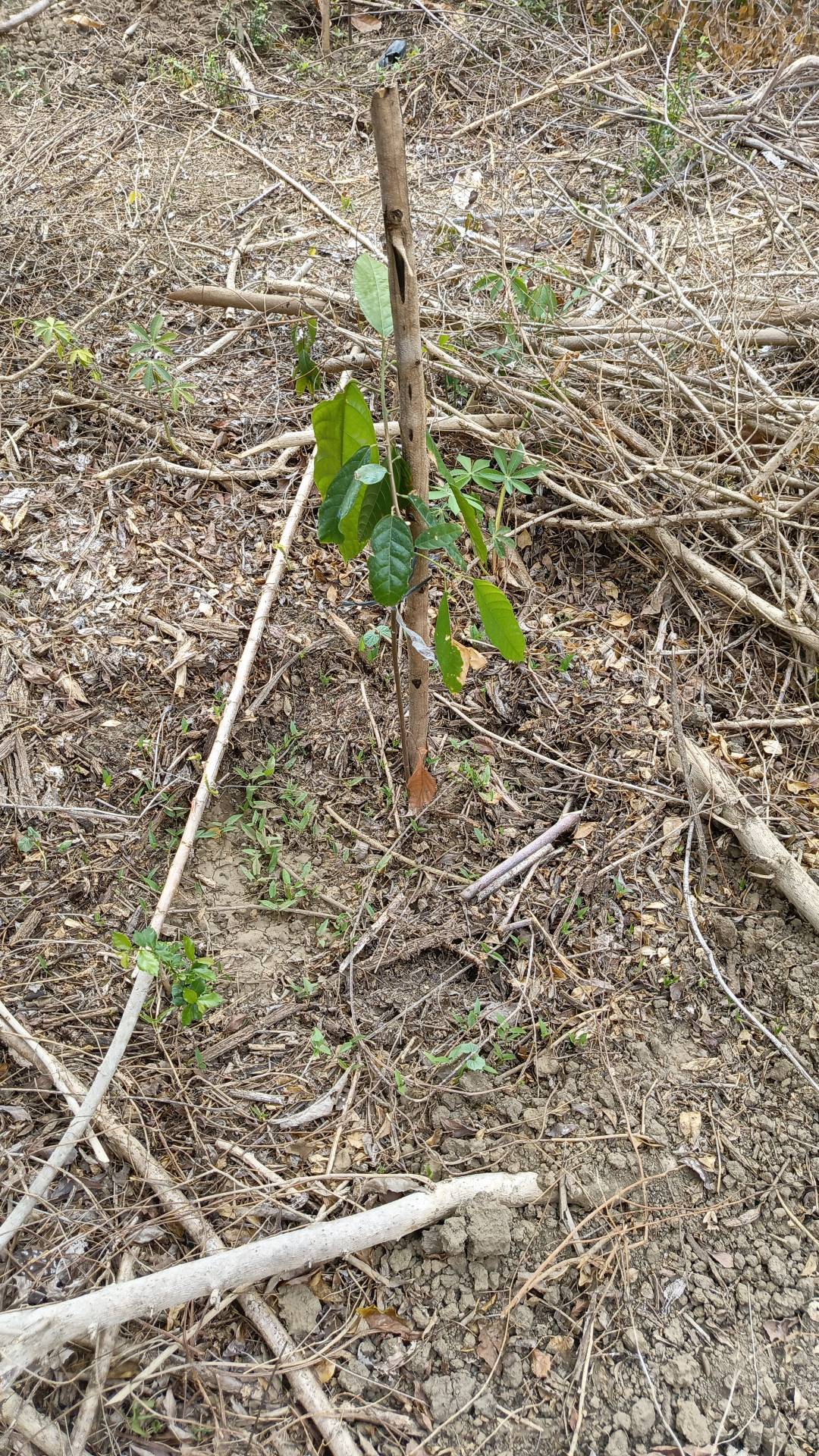 tree