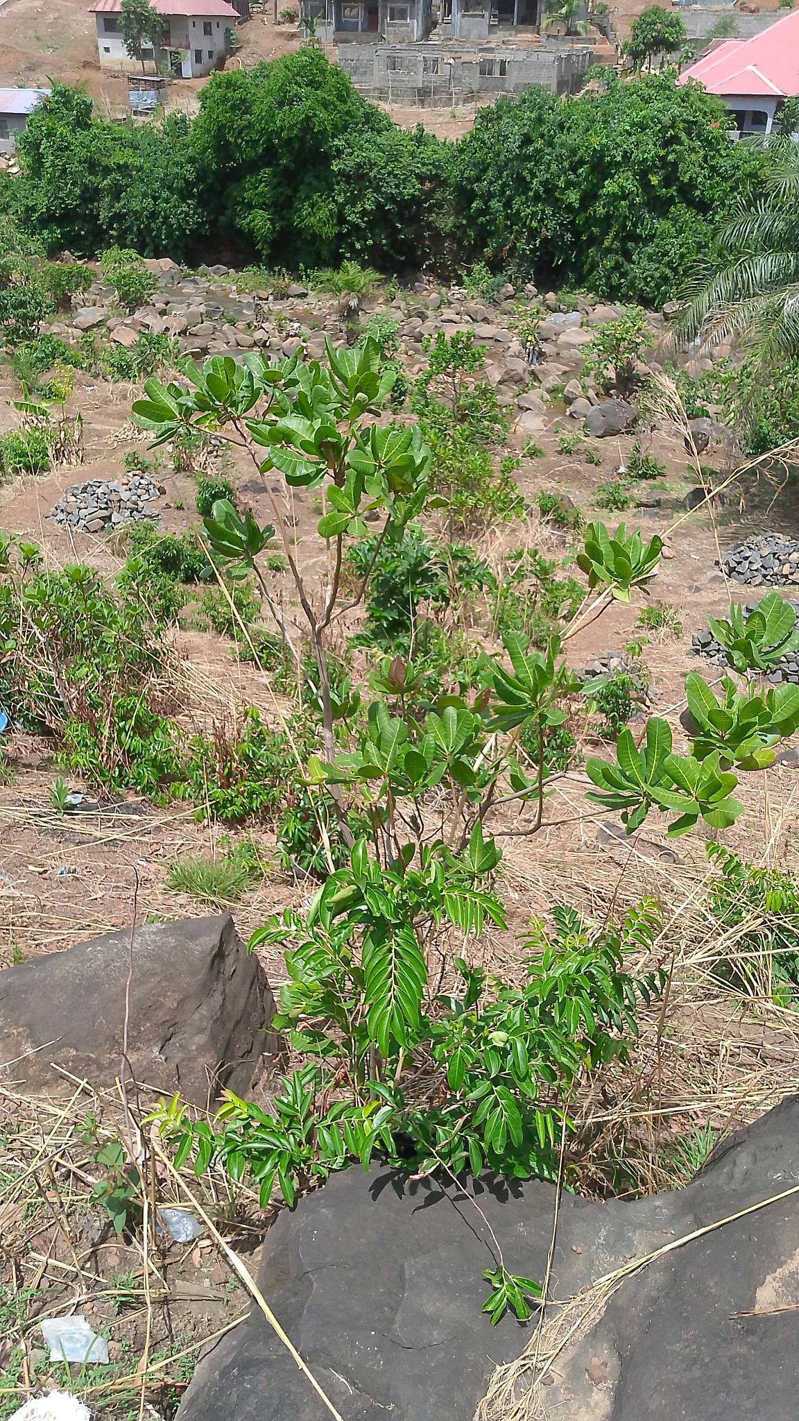 tree