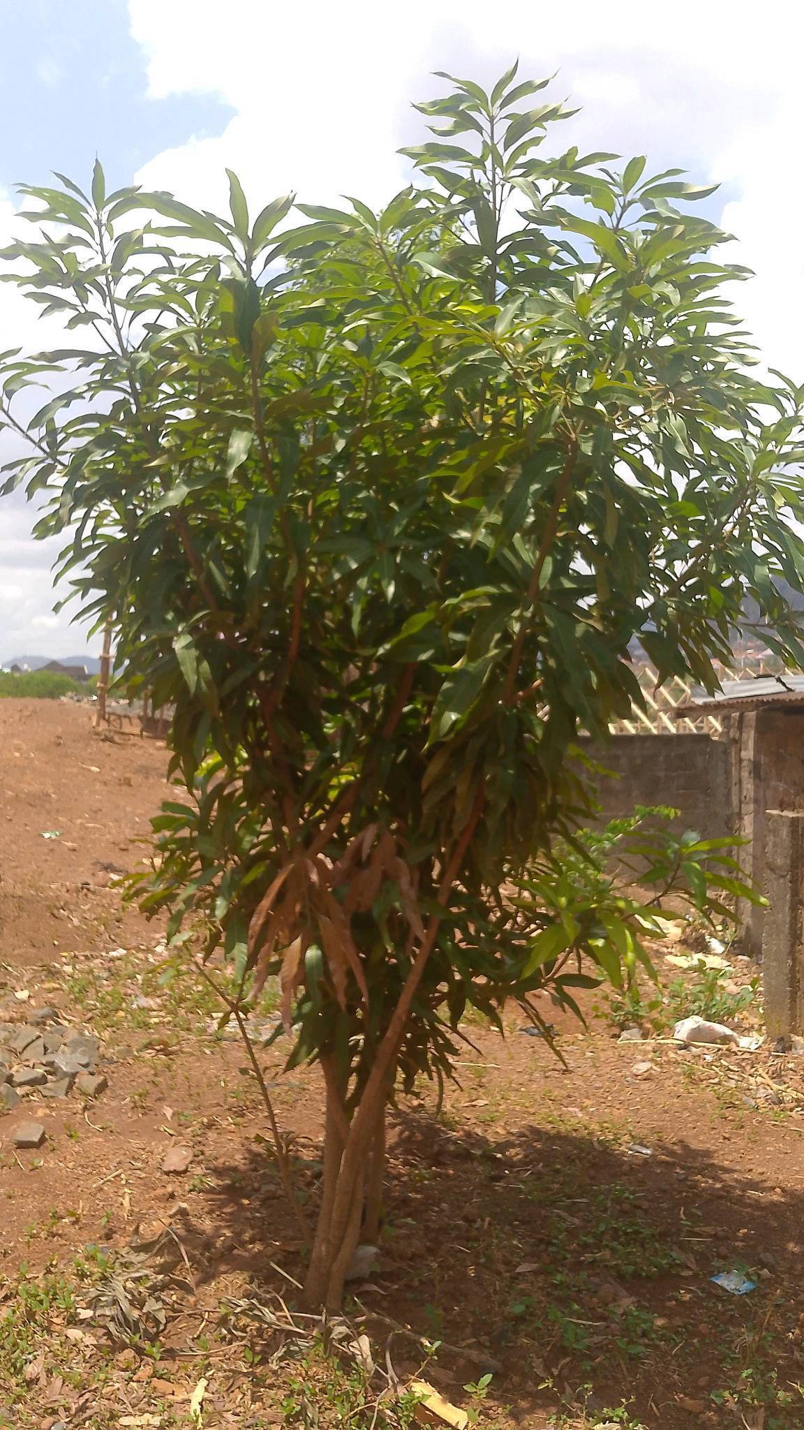 tree