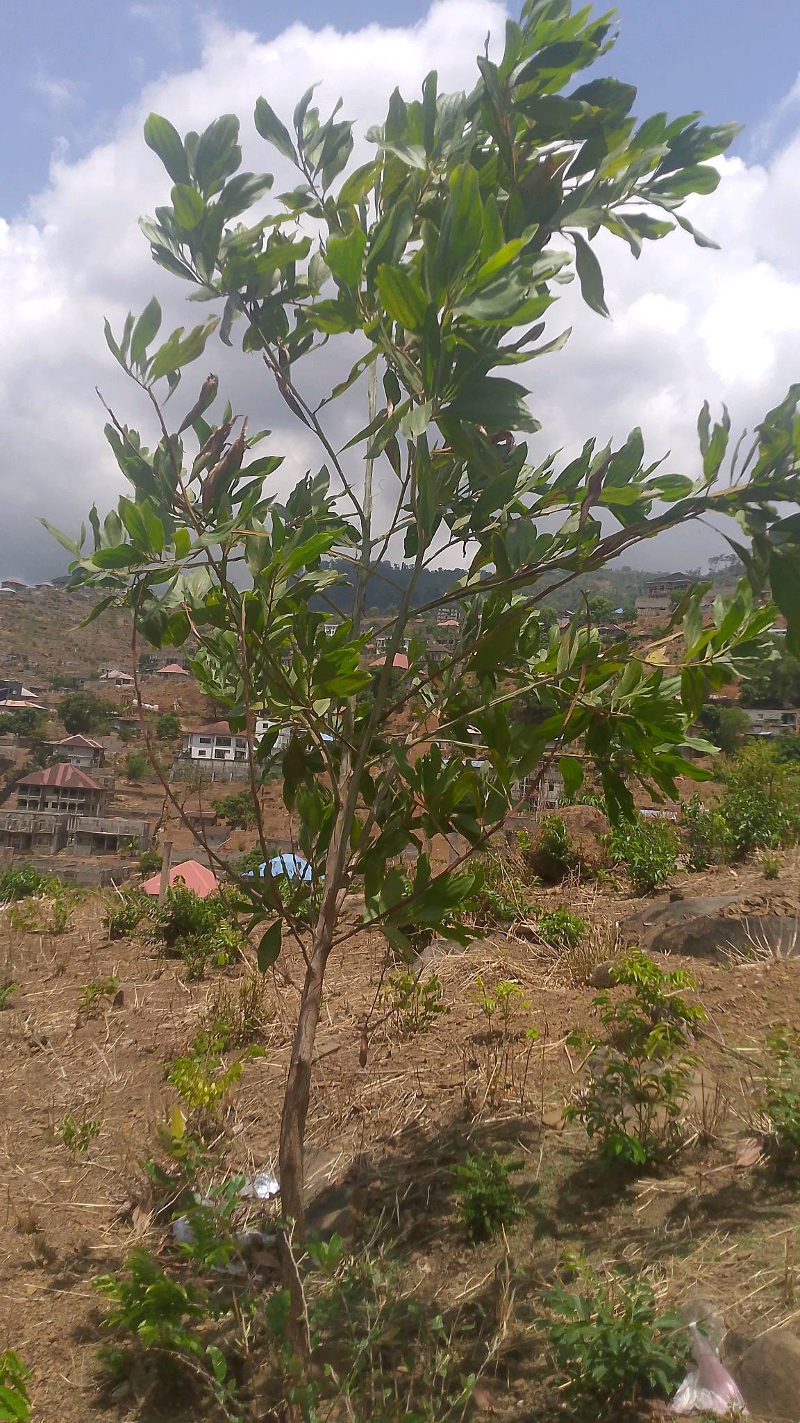 tree