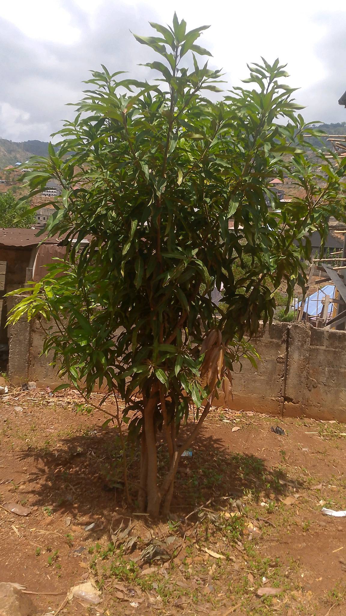 tree
