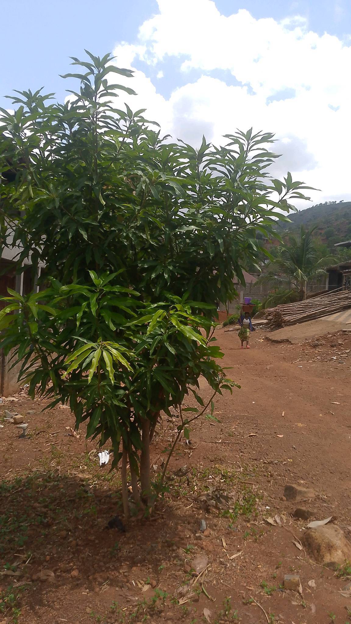 tree