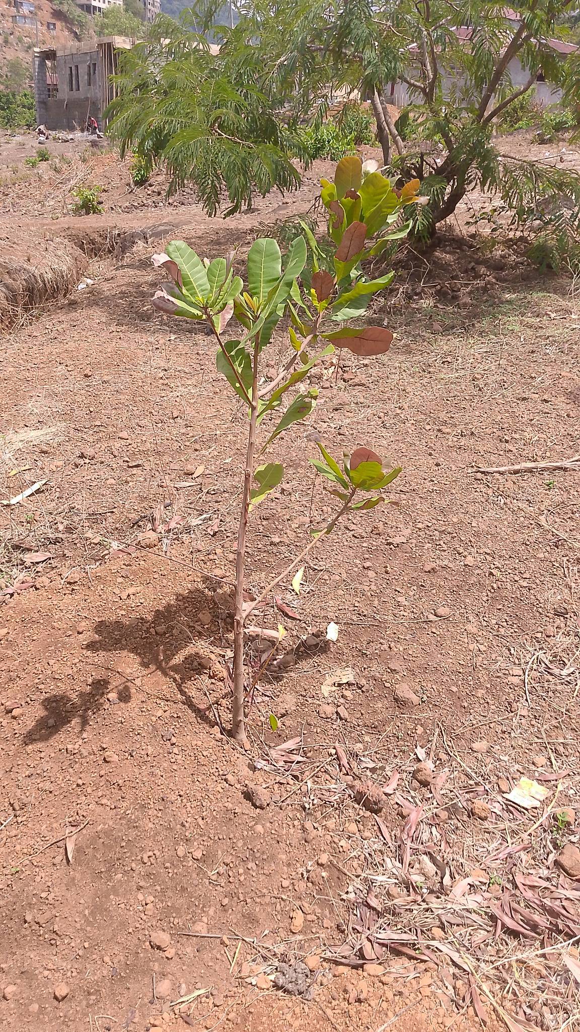 tree