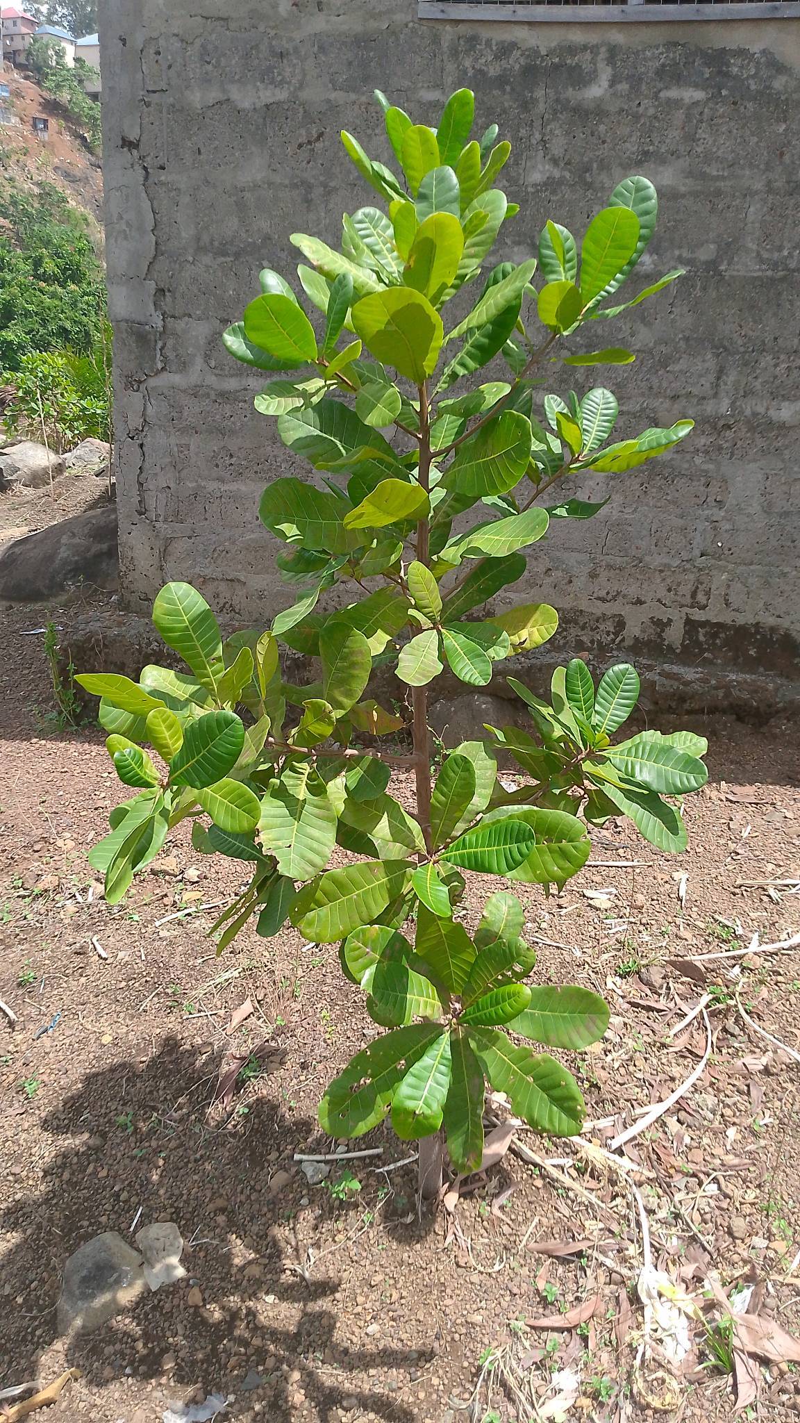 tree