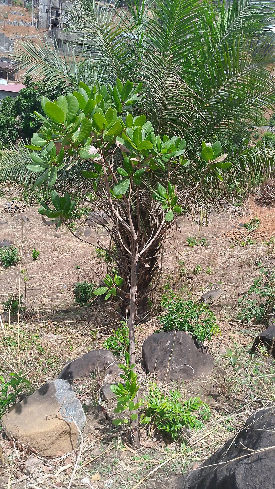 tree