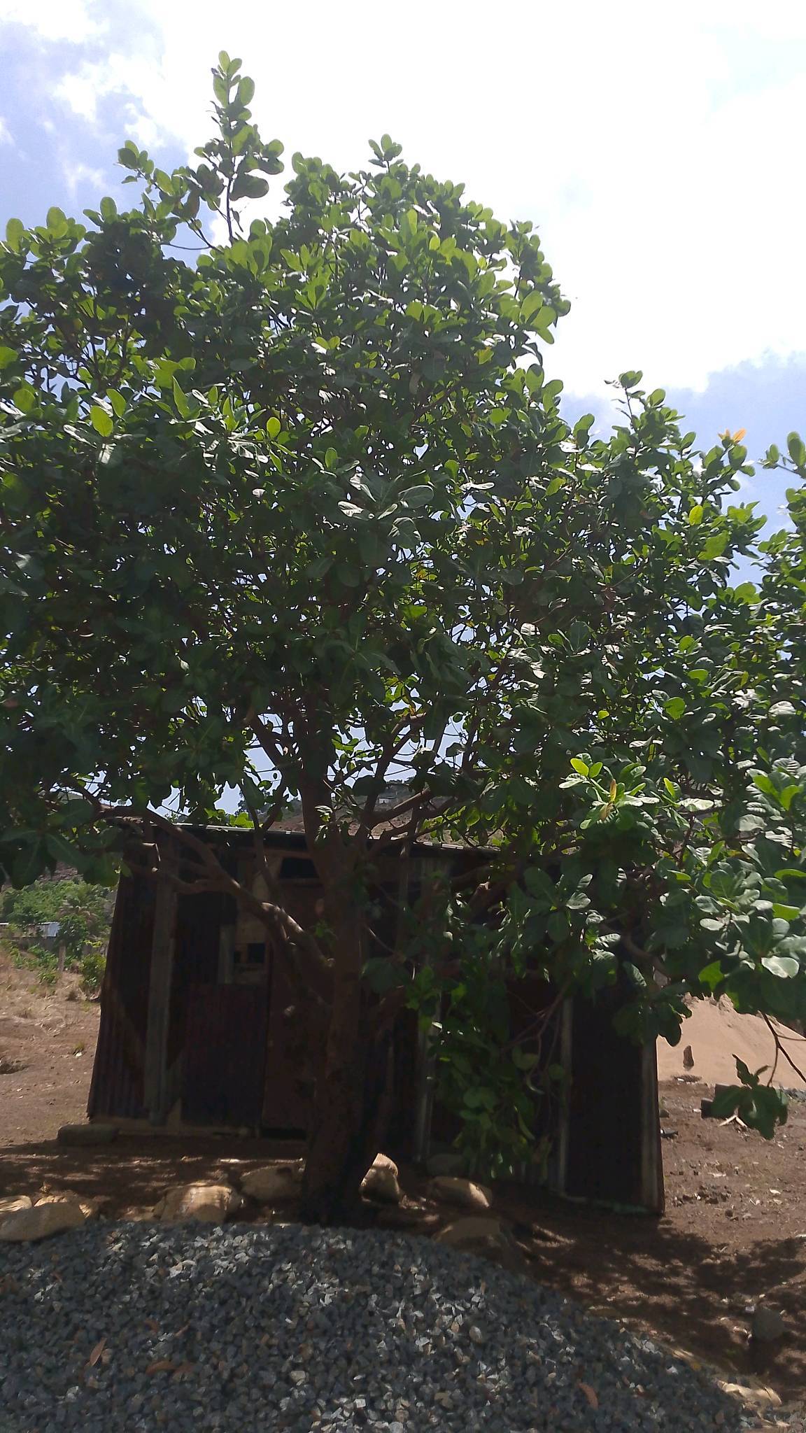 tree