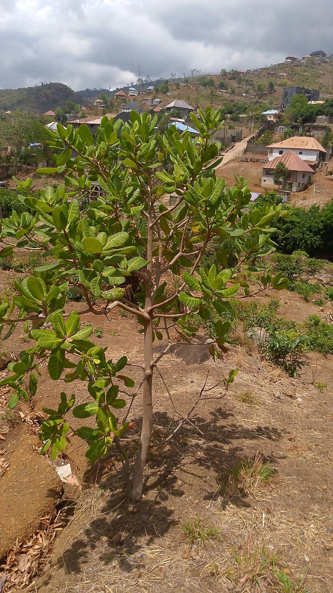 tree