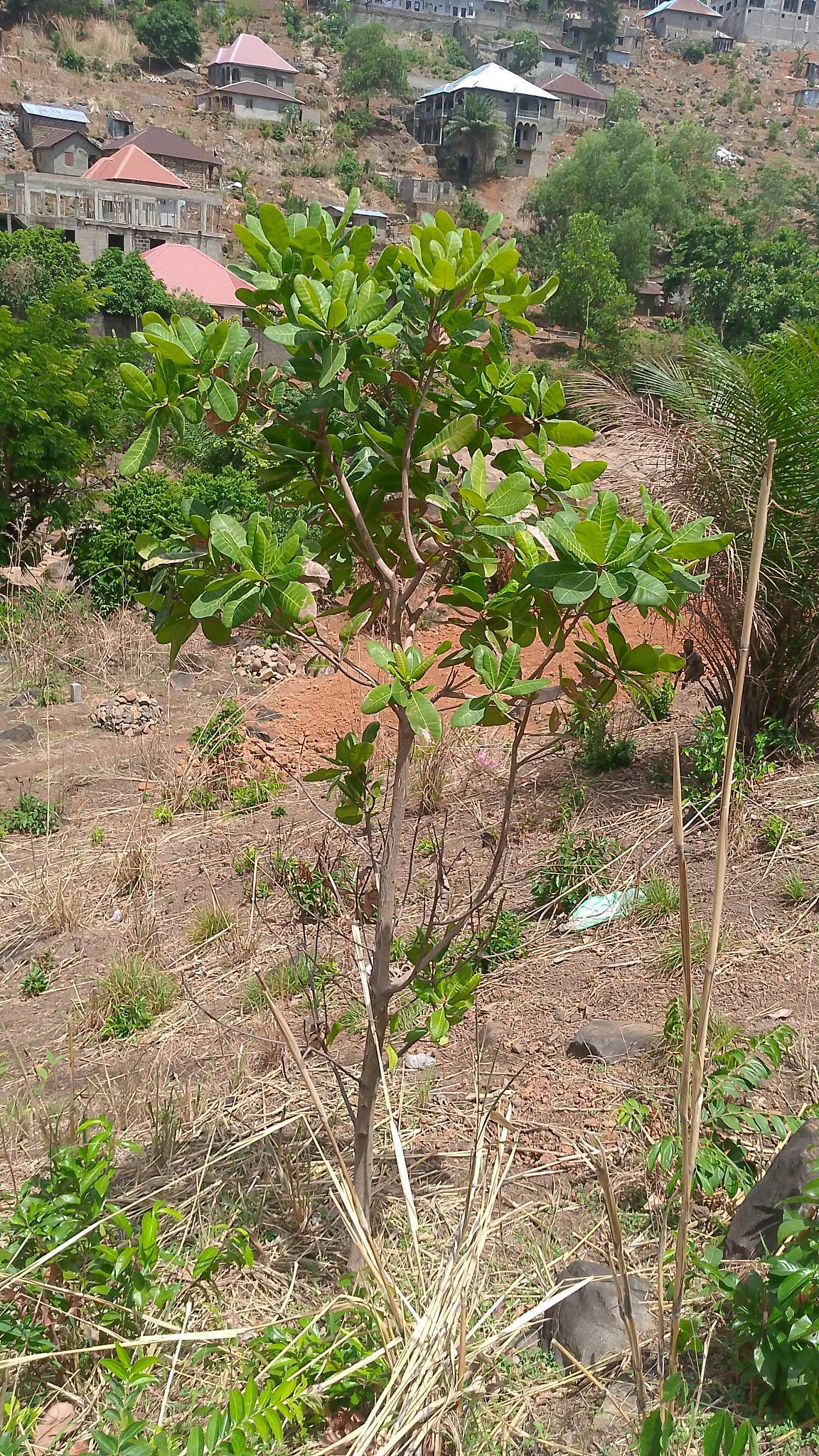 tree