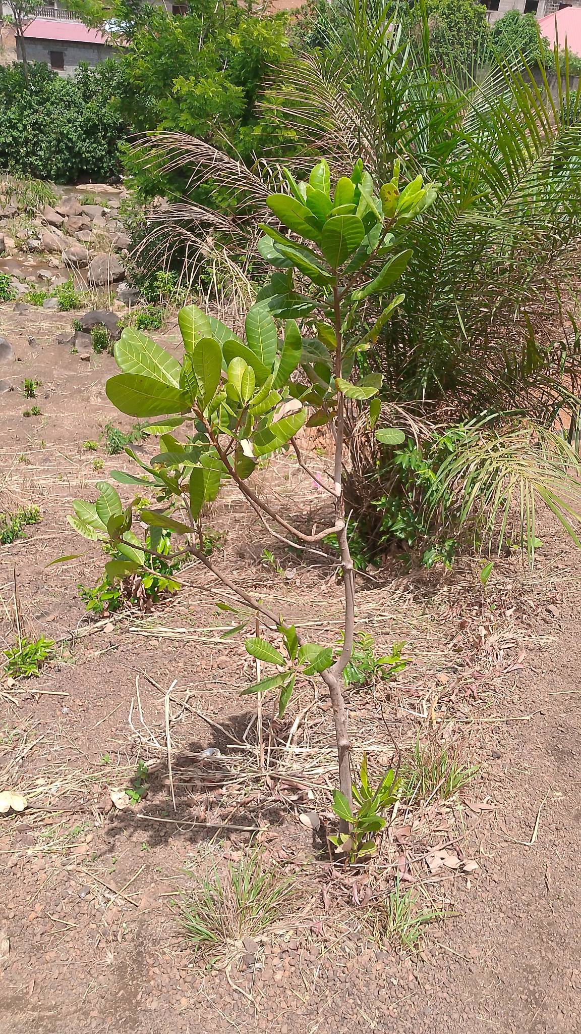 tree