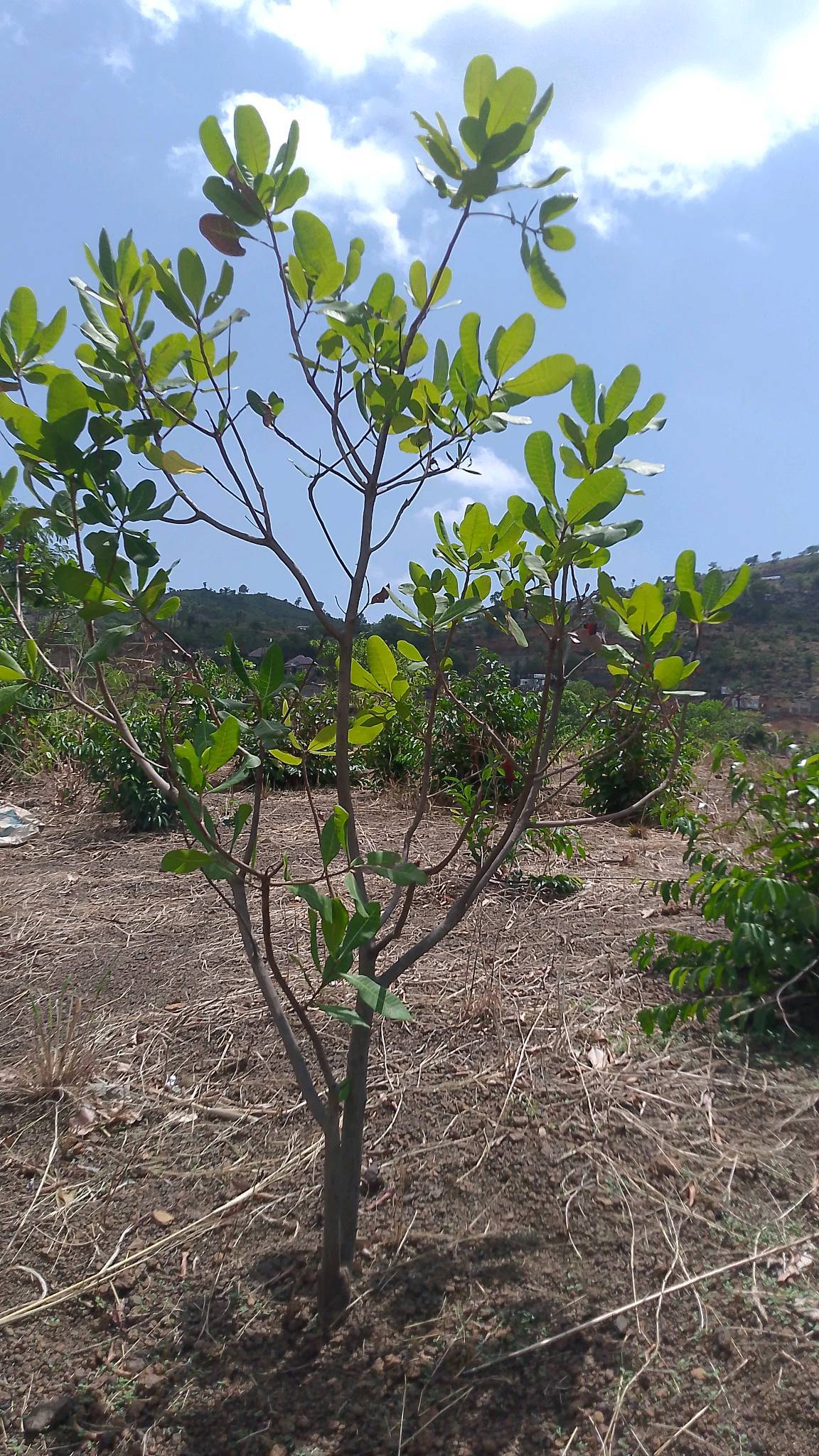 tree