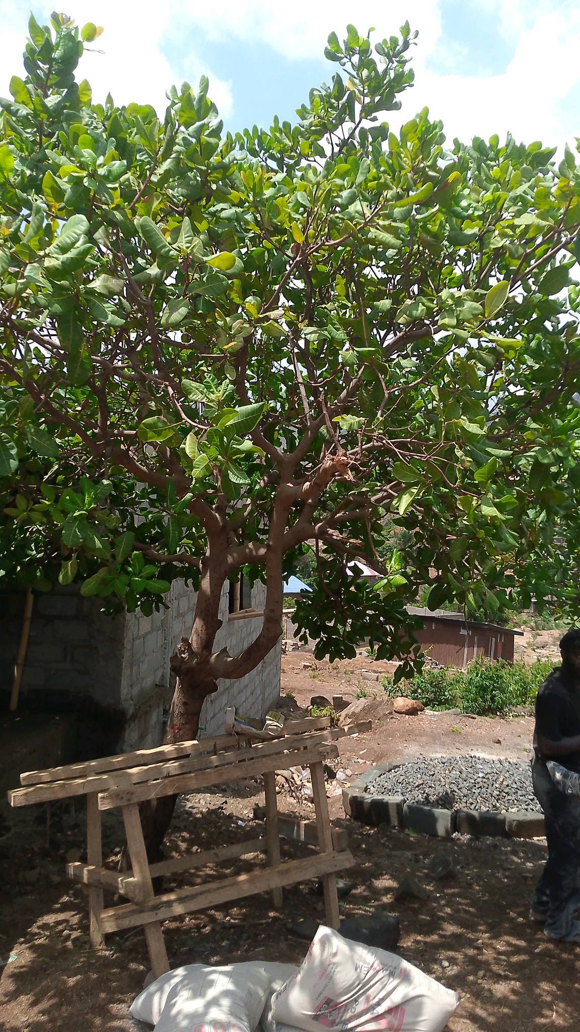 tree