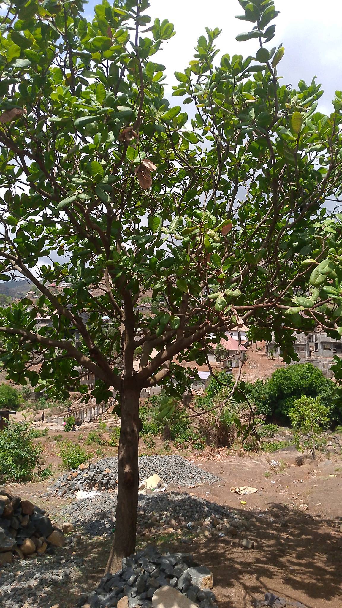 tree