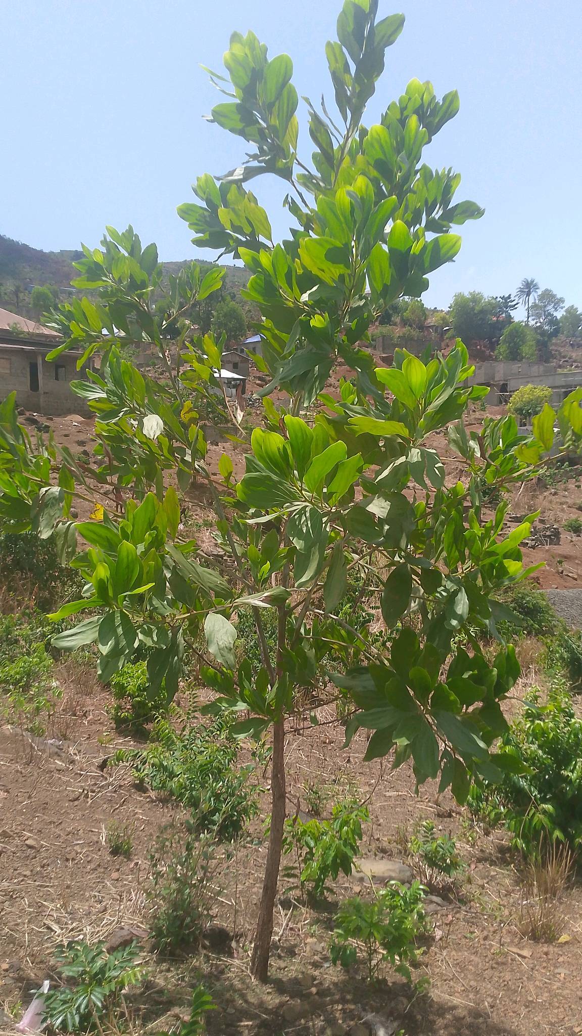 tree