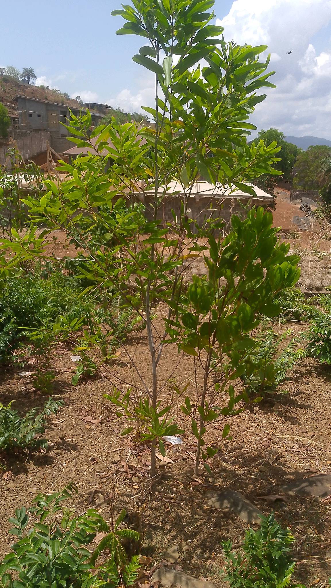 tree