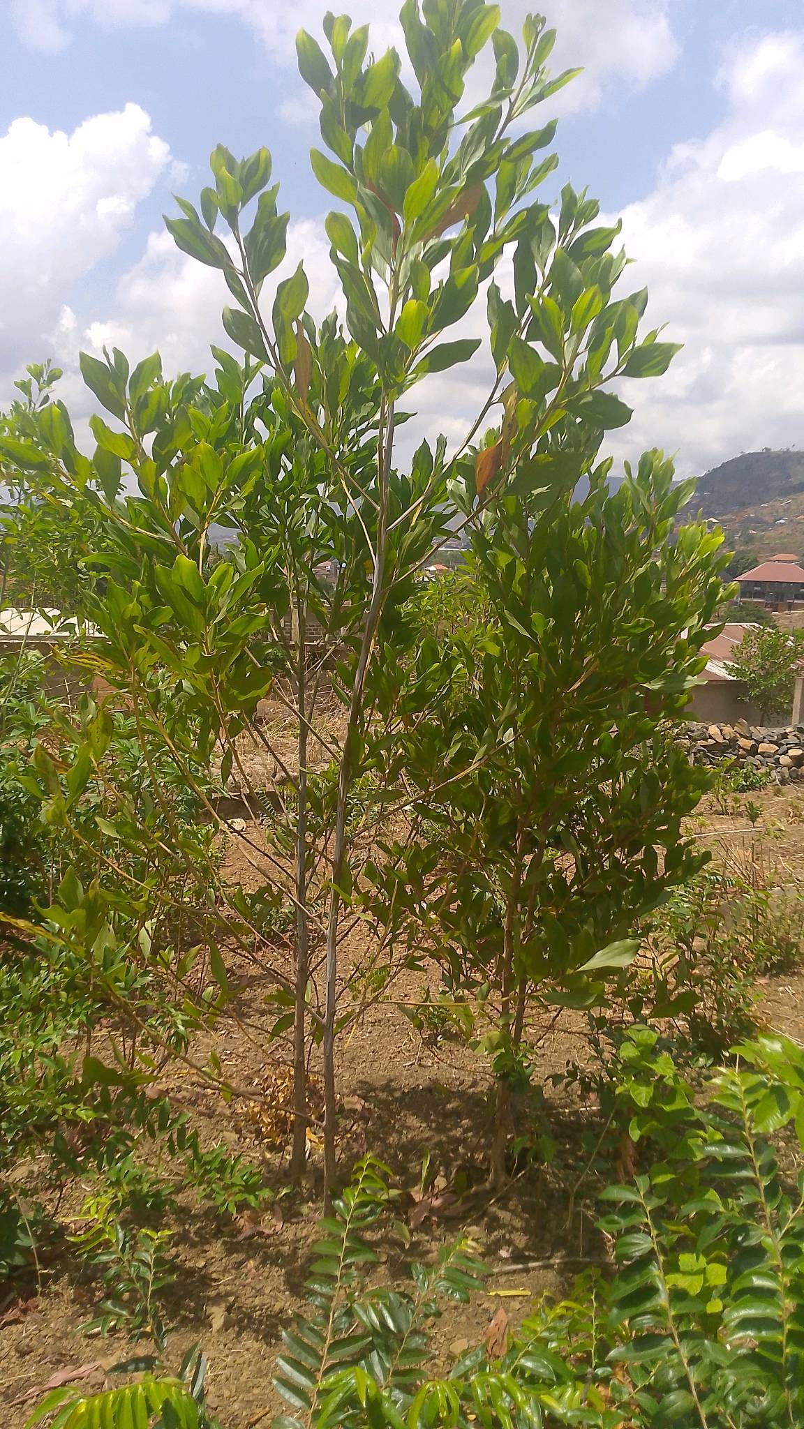 tree