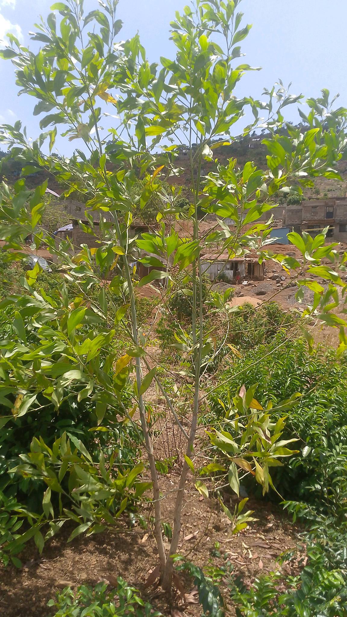 tree