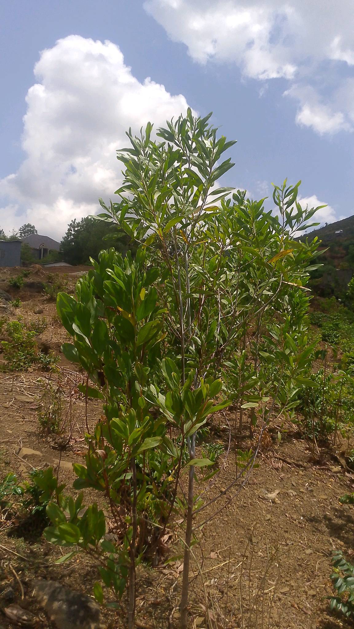 tree