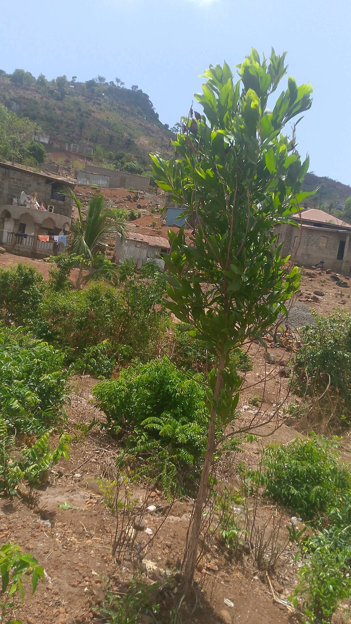 tree