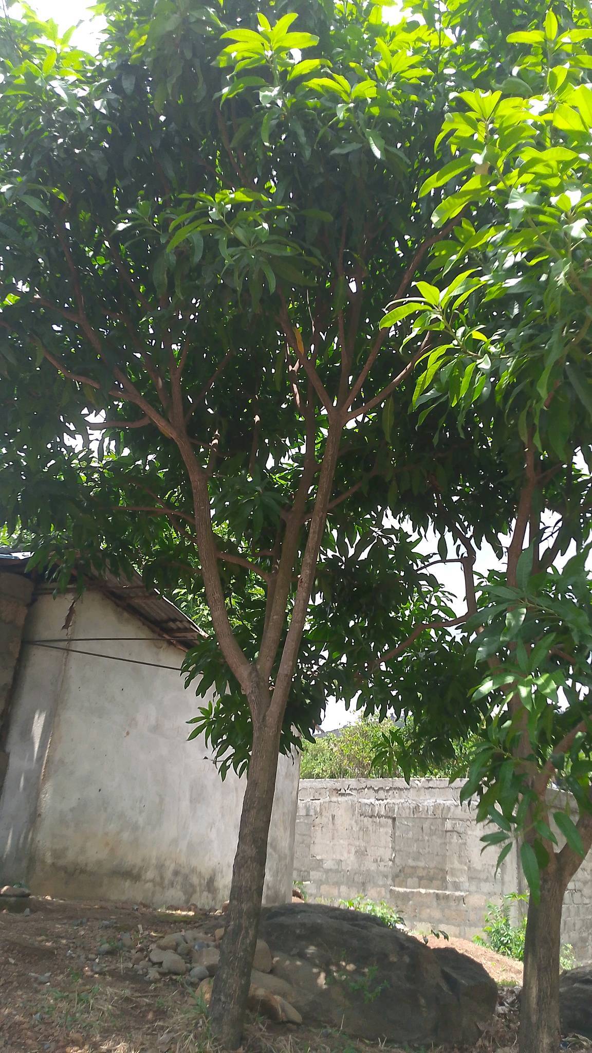 tree