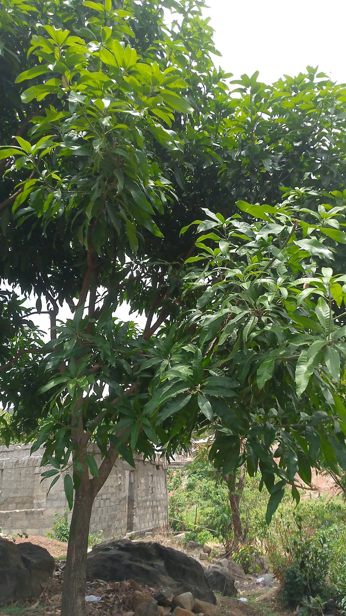 tree