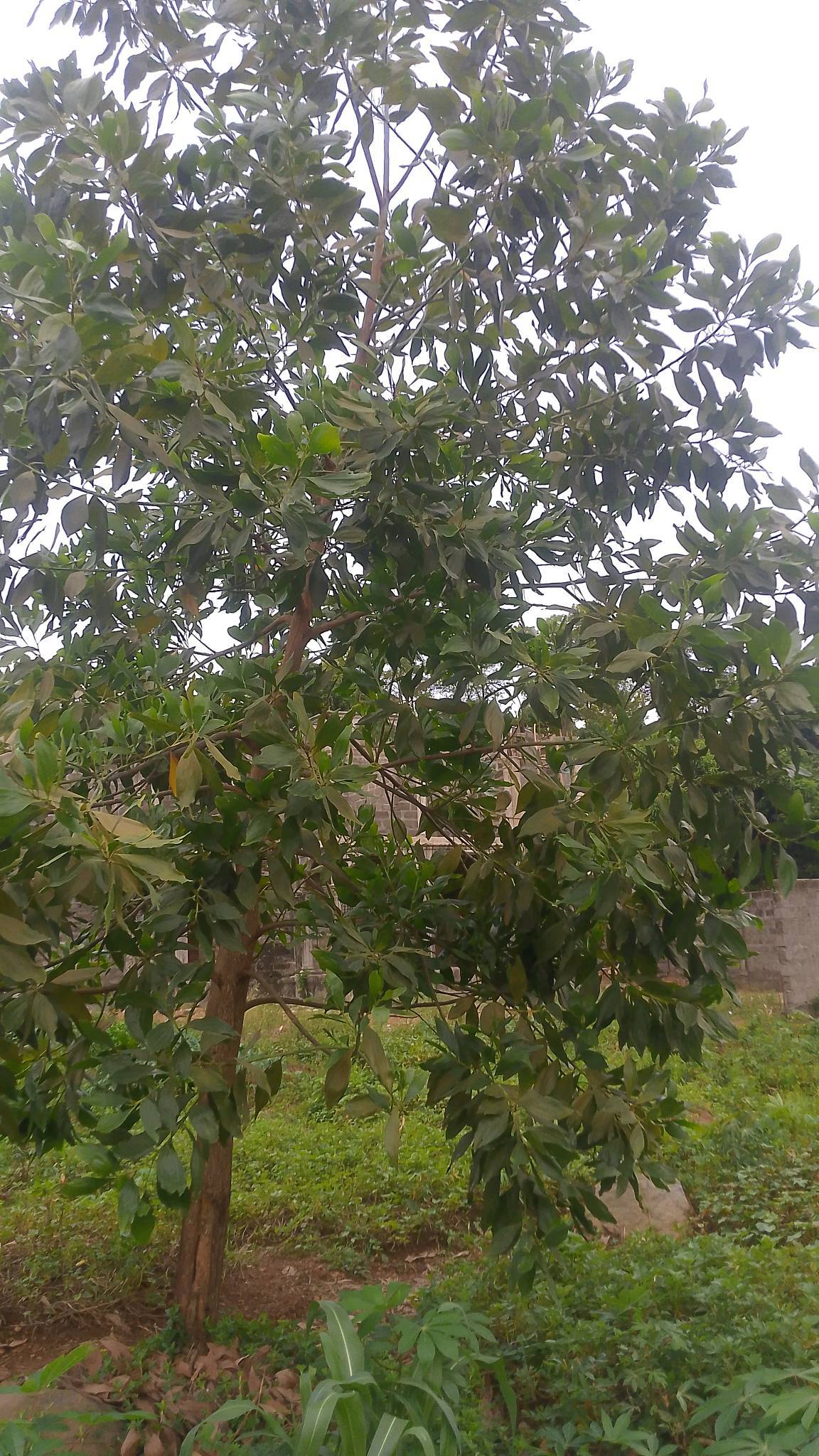 tree
