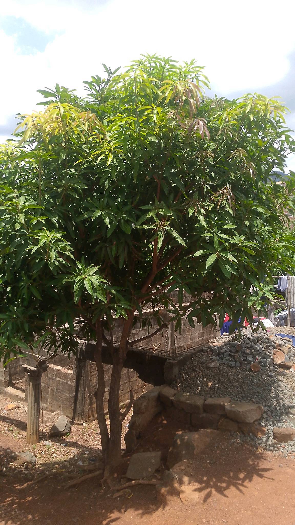 tree