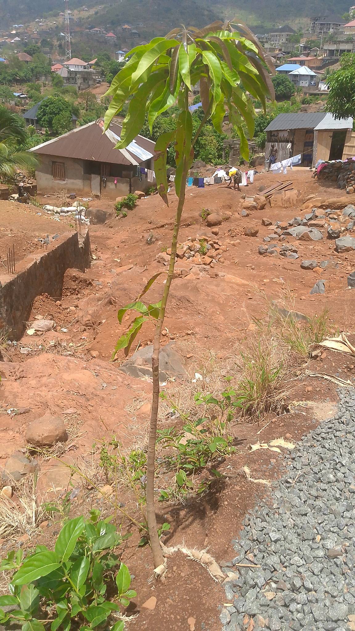 tree