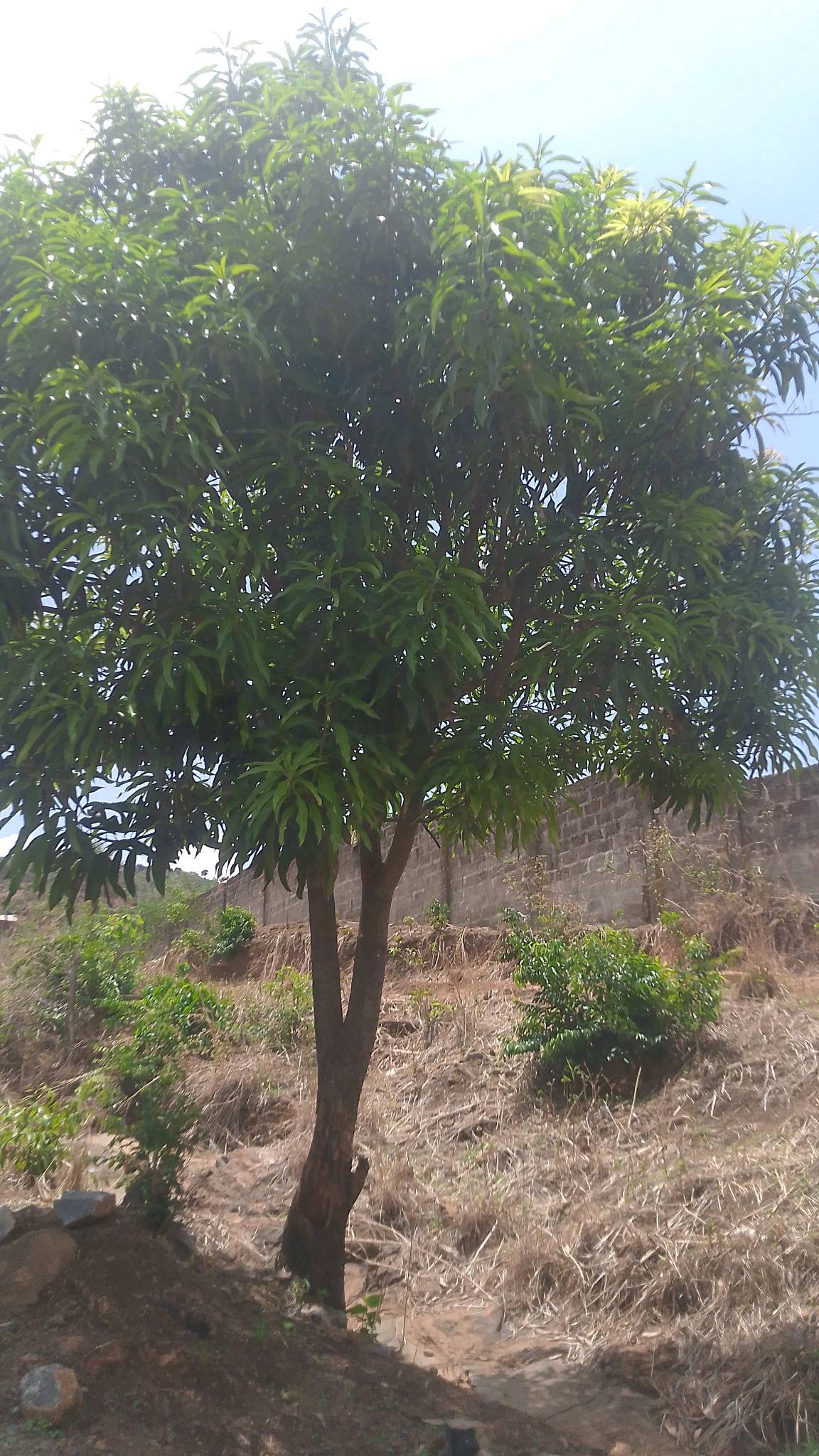 tree