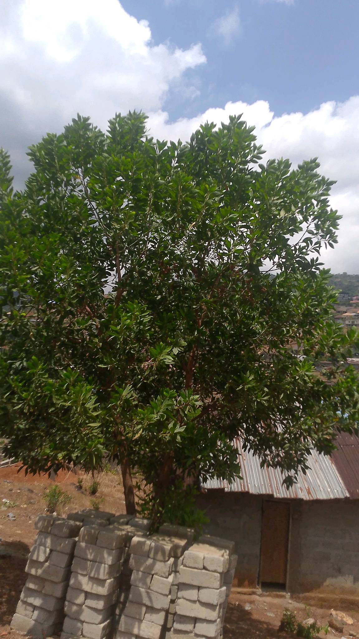 tree