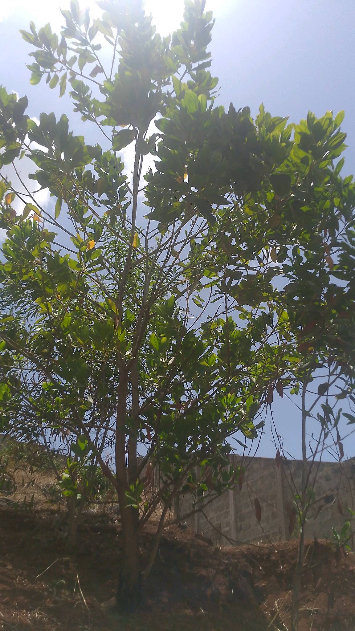 tree