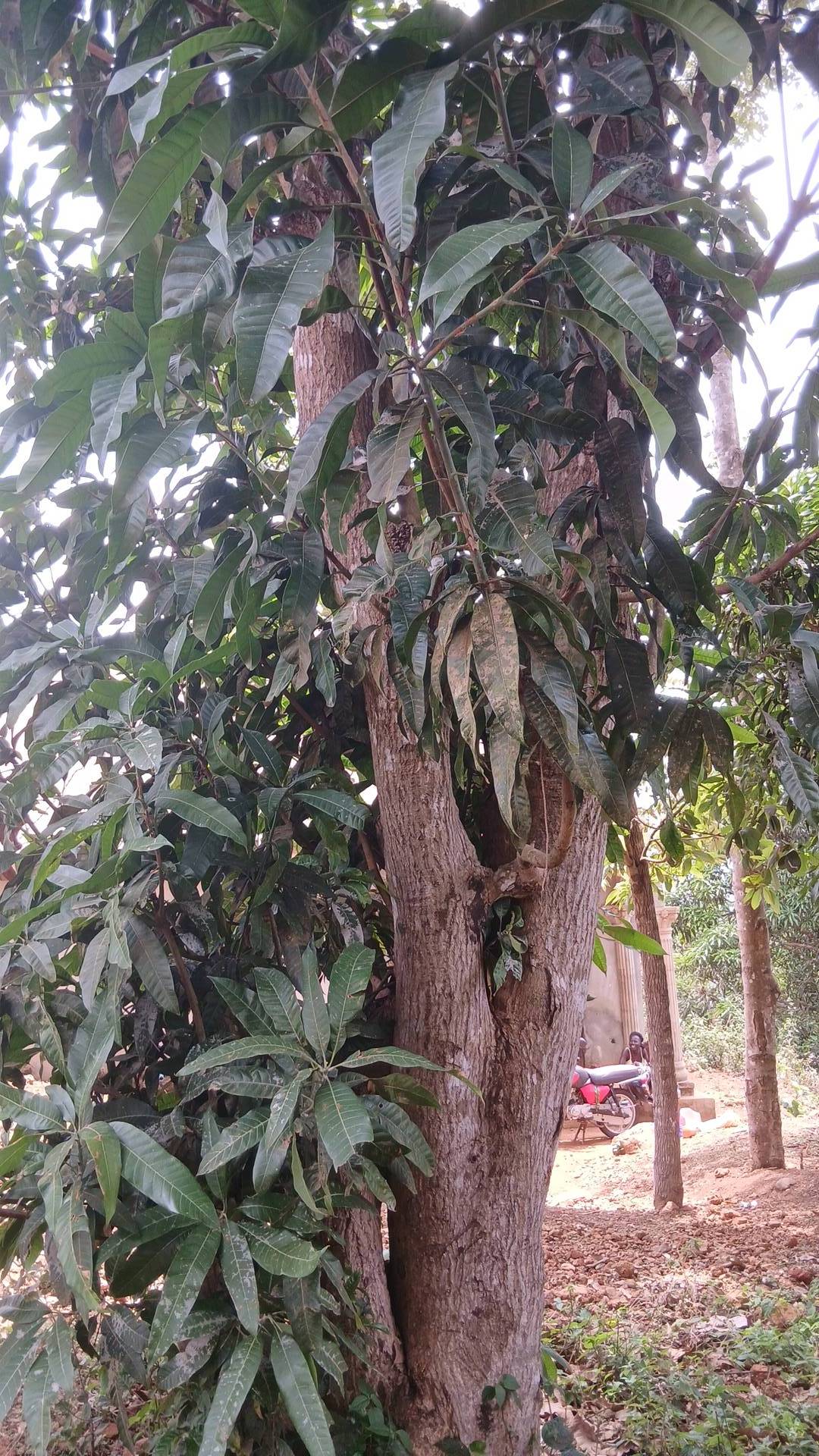 tree