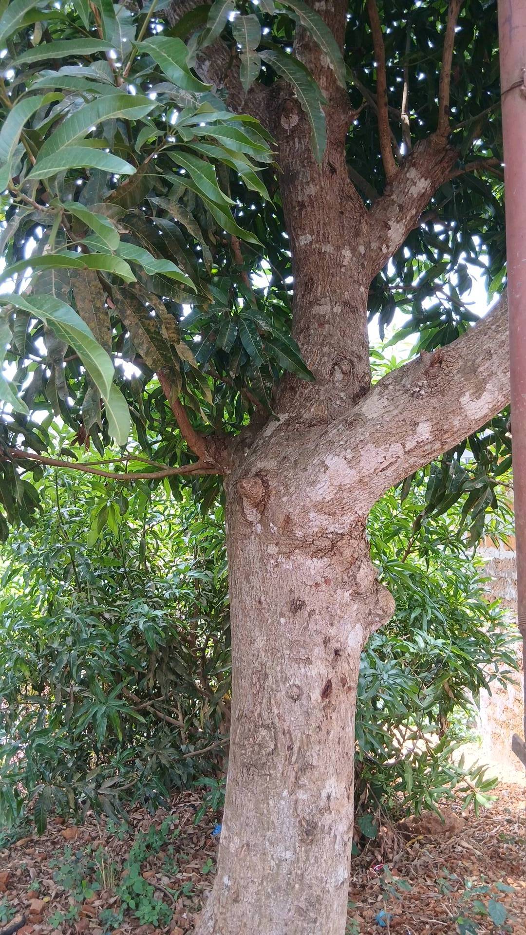 tree