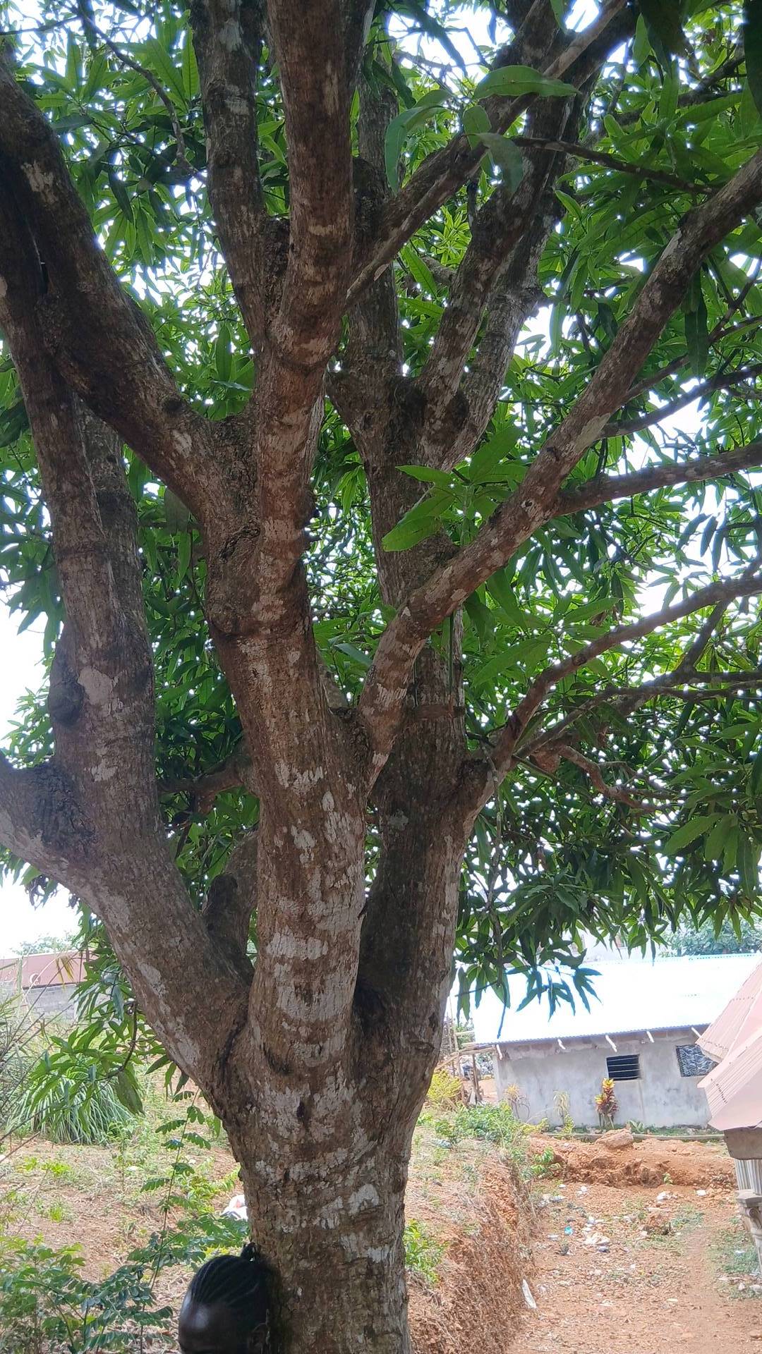 tree