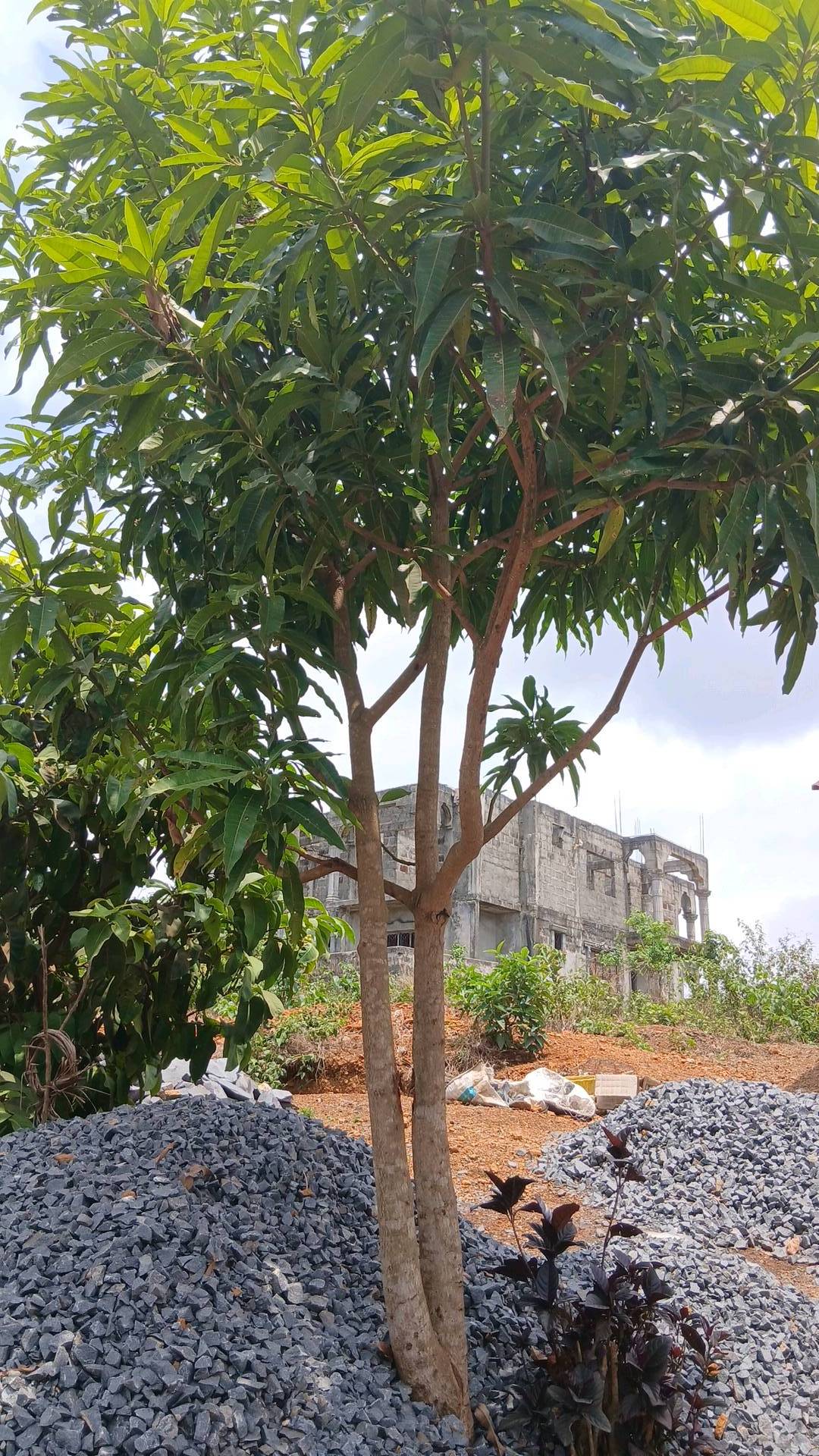 tree