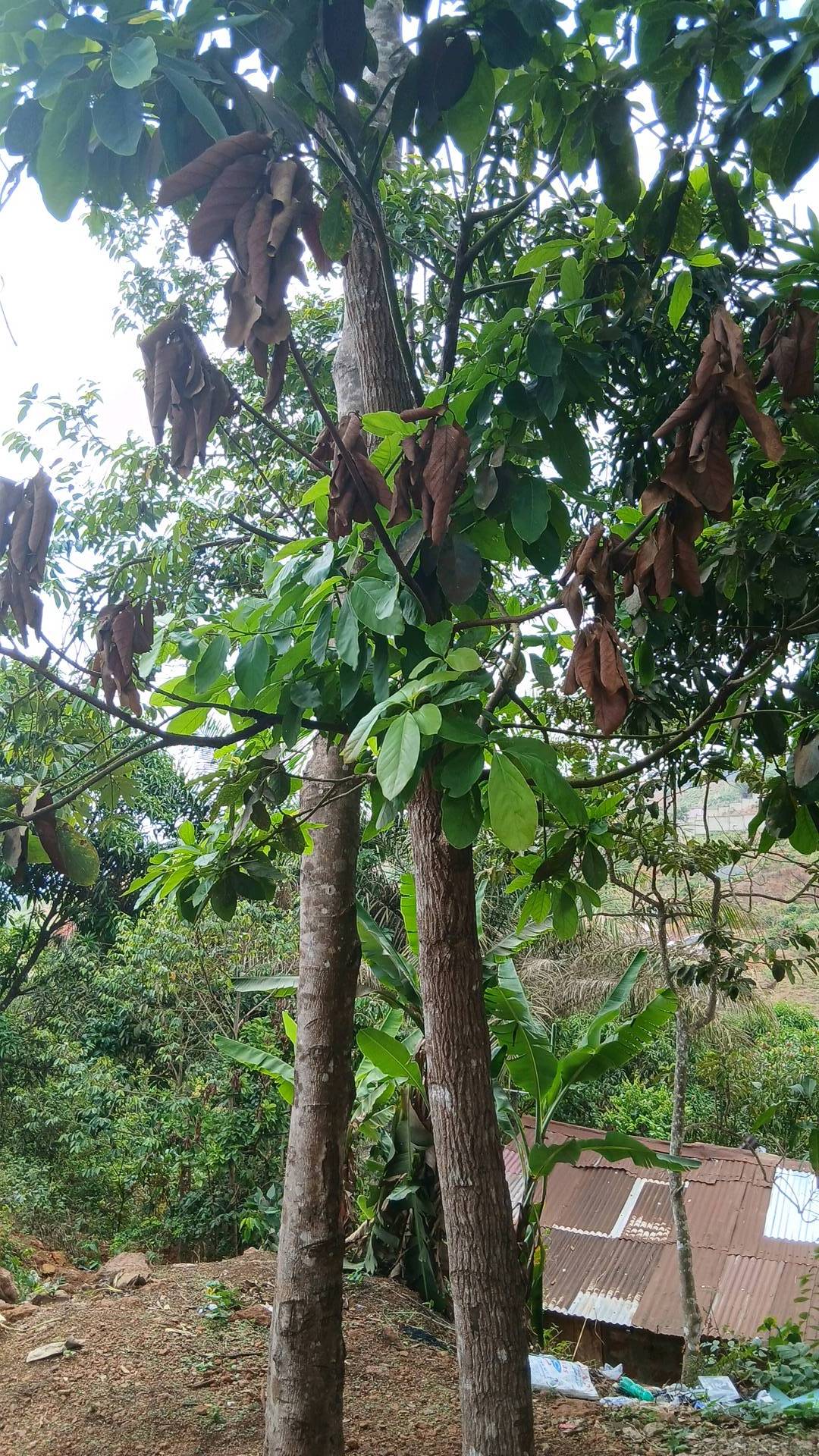 tree