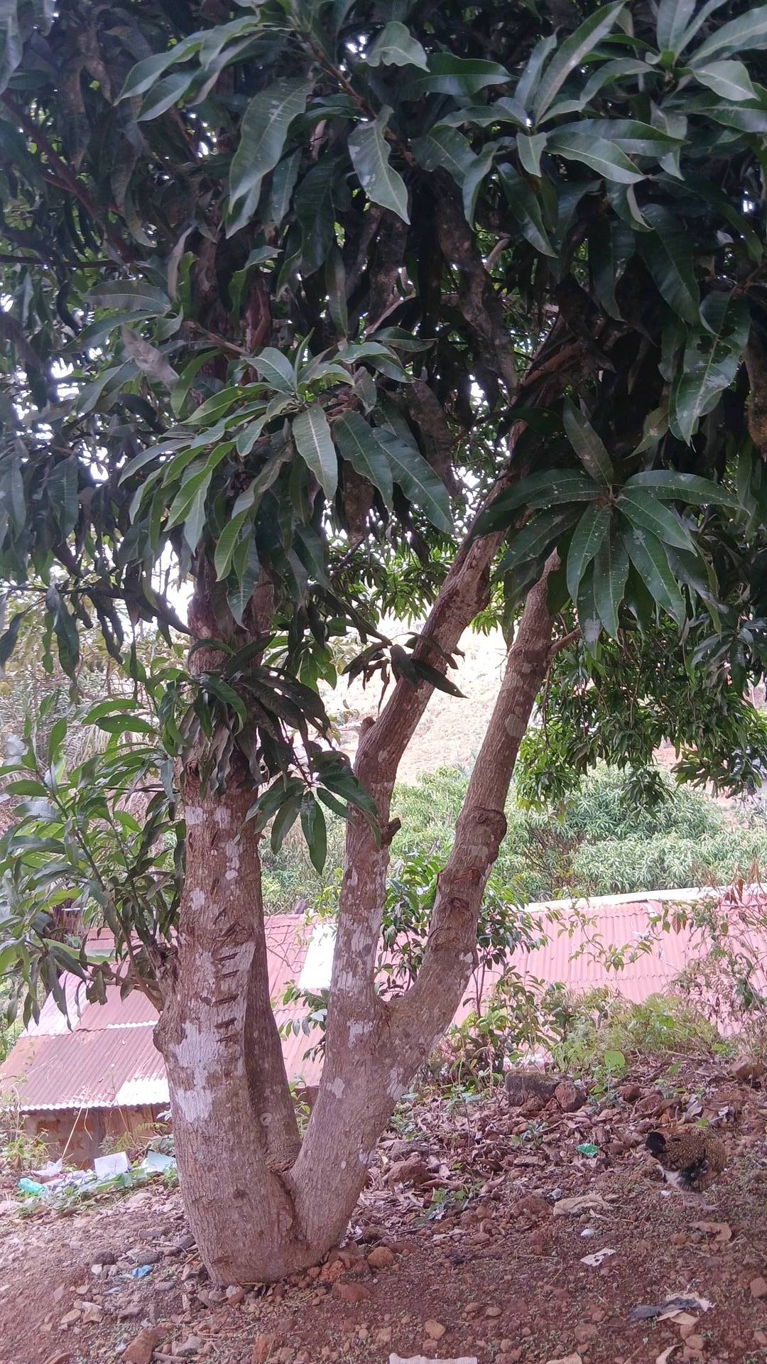 tree