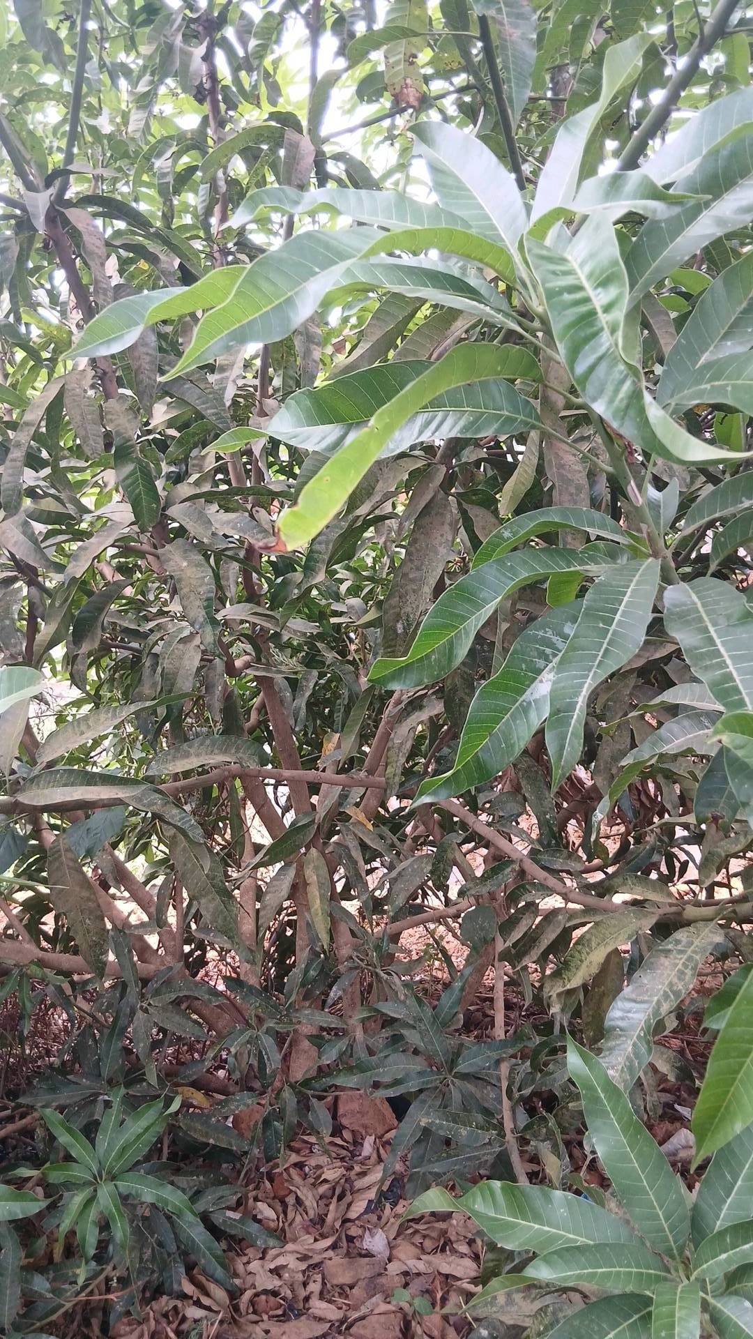 tree