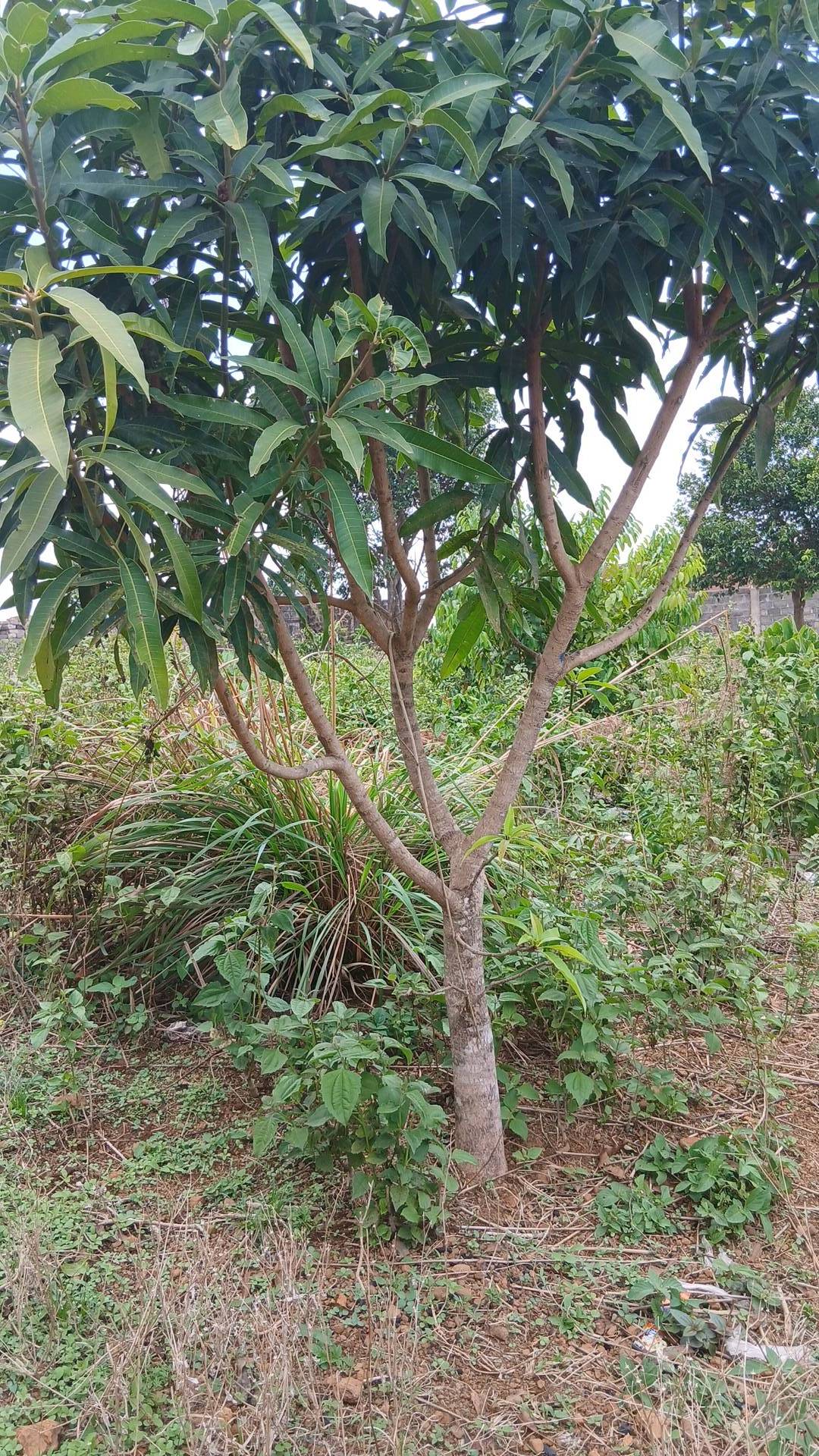 tree