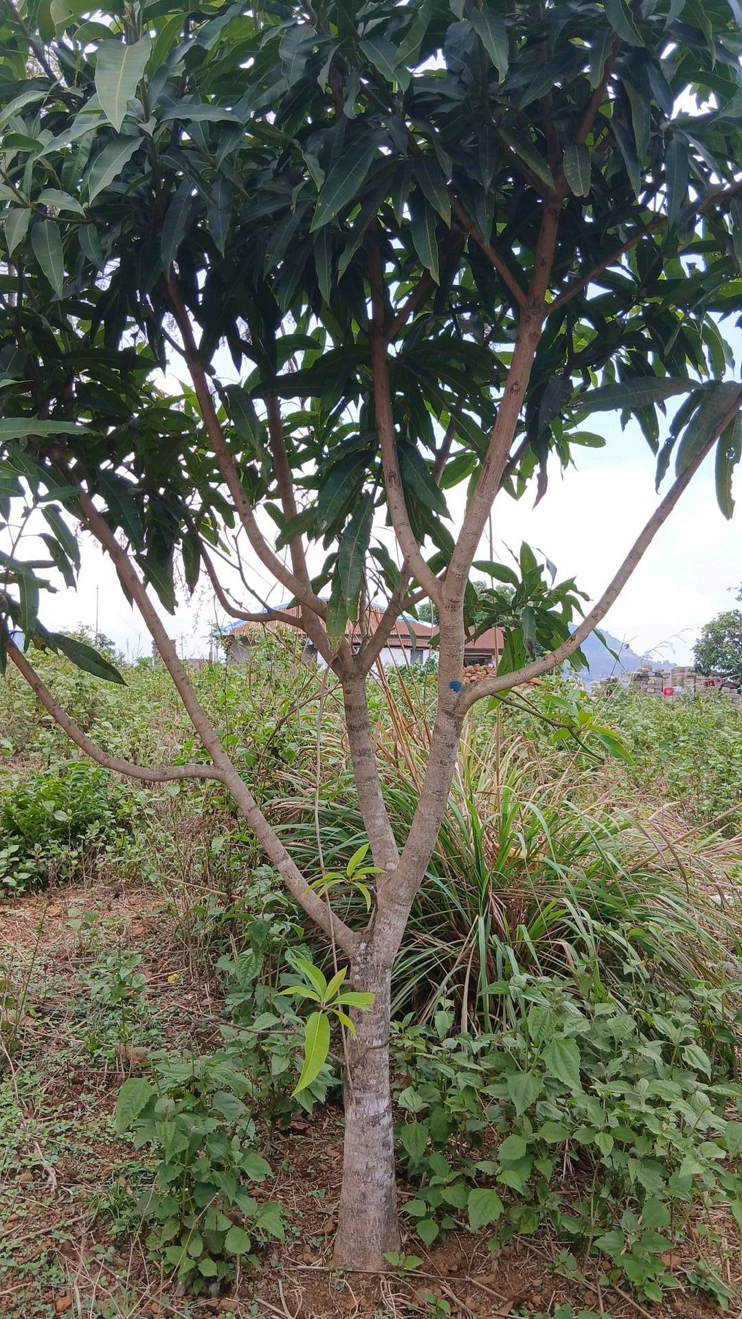 tree