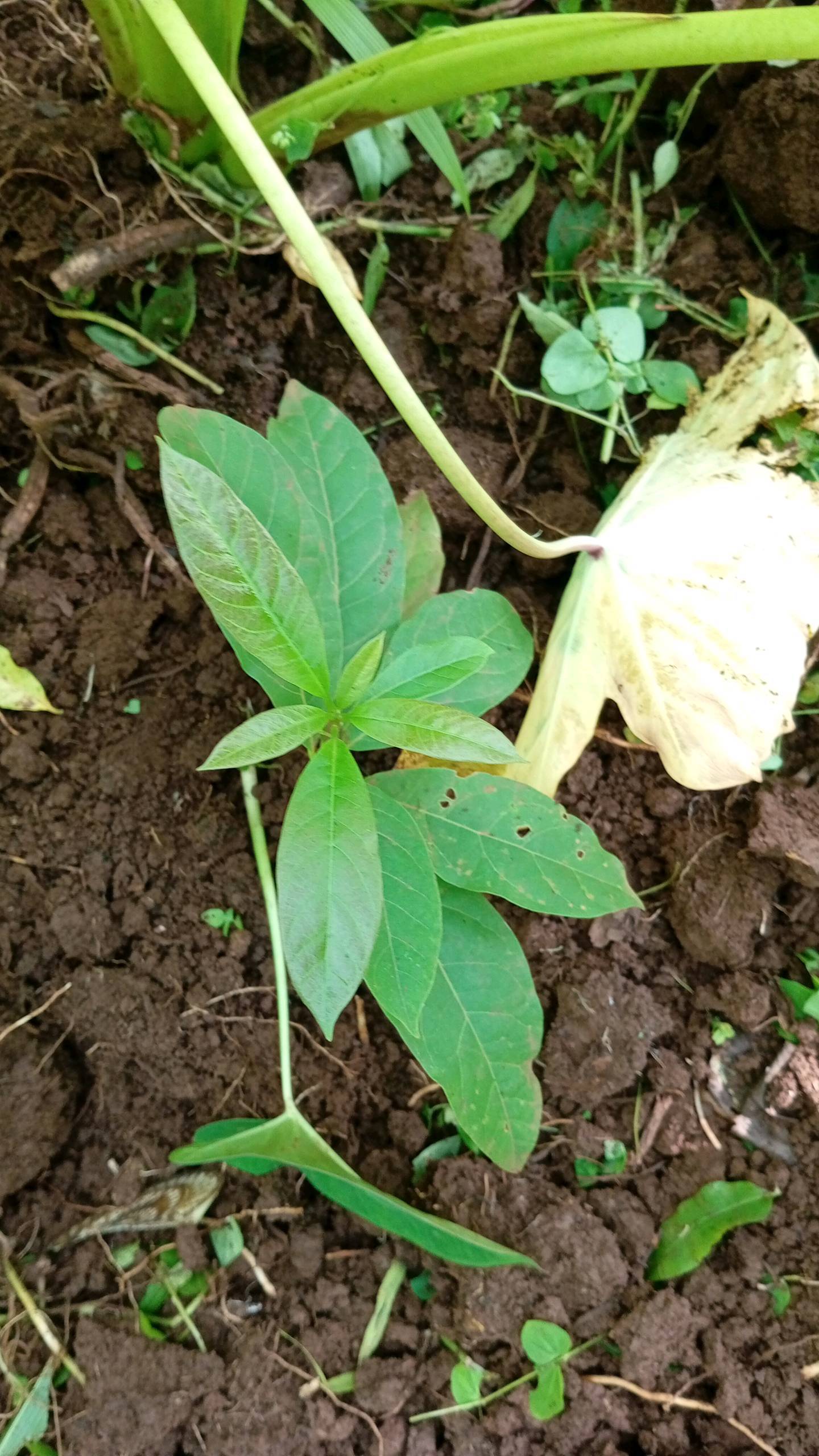 tree
