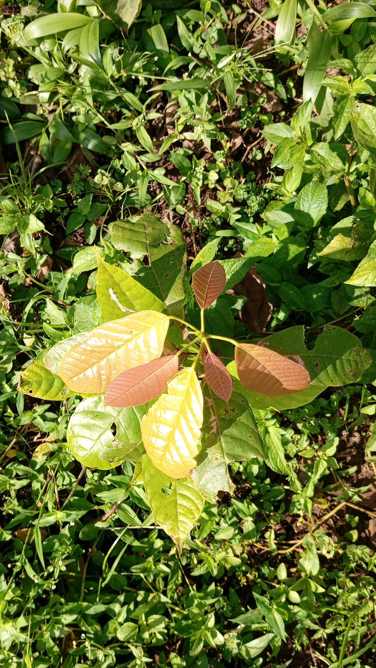 tree