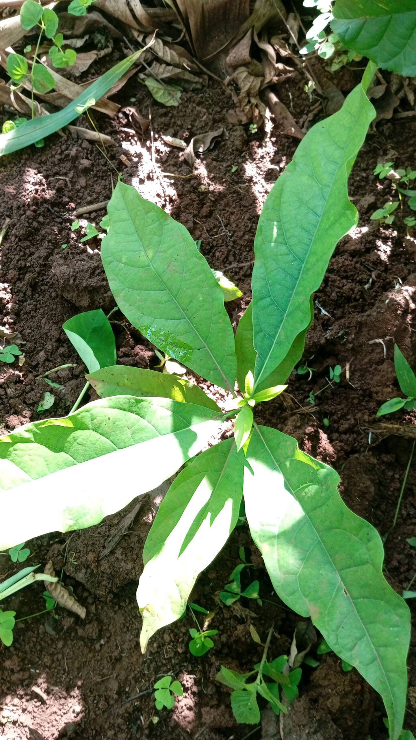 tree