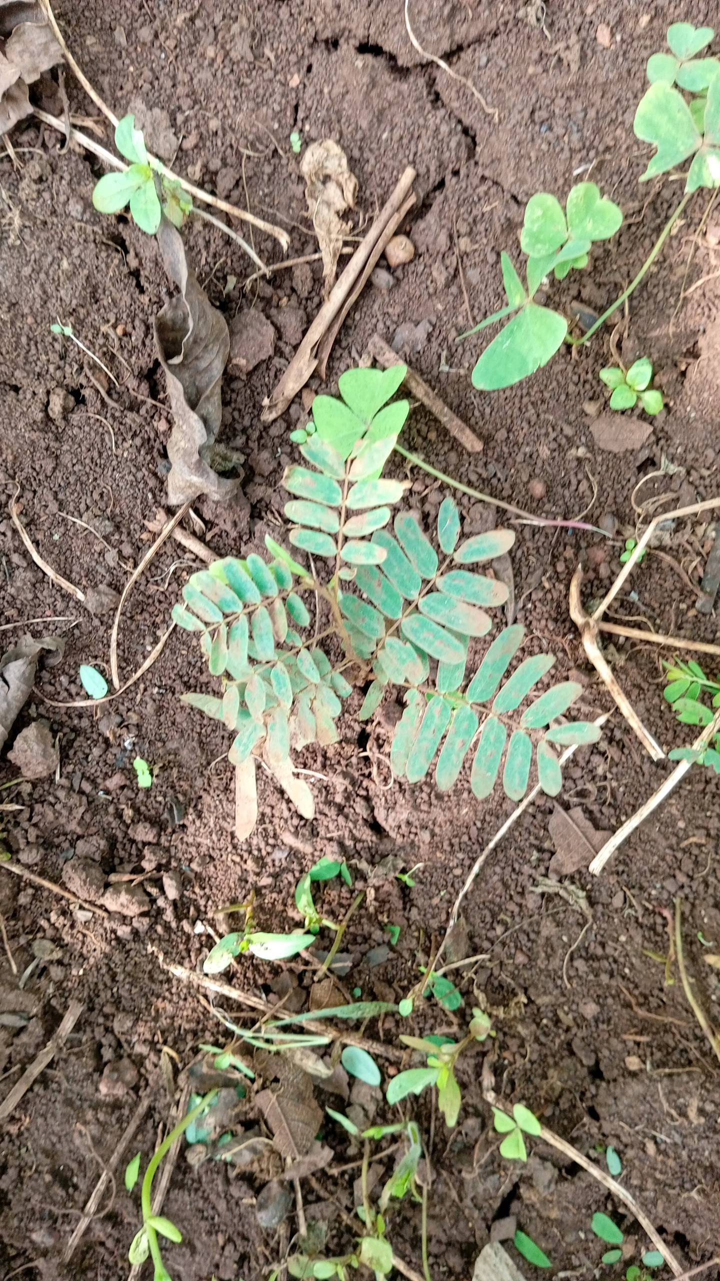 tree
