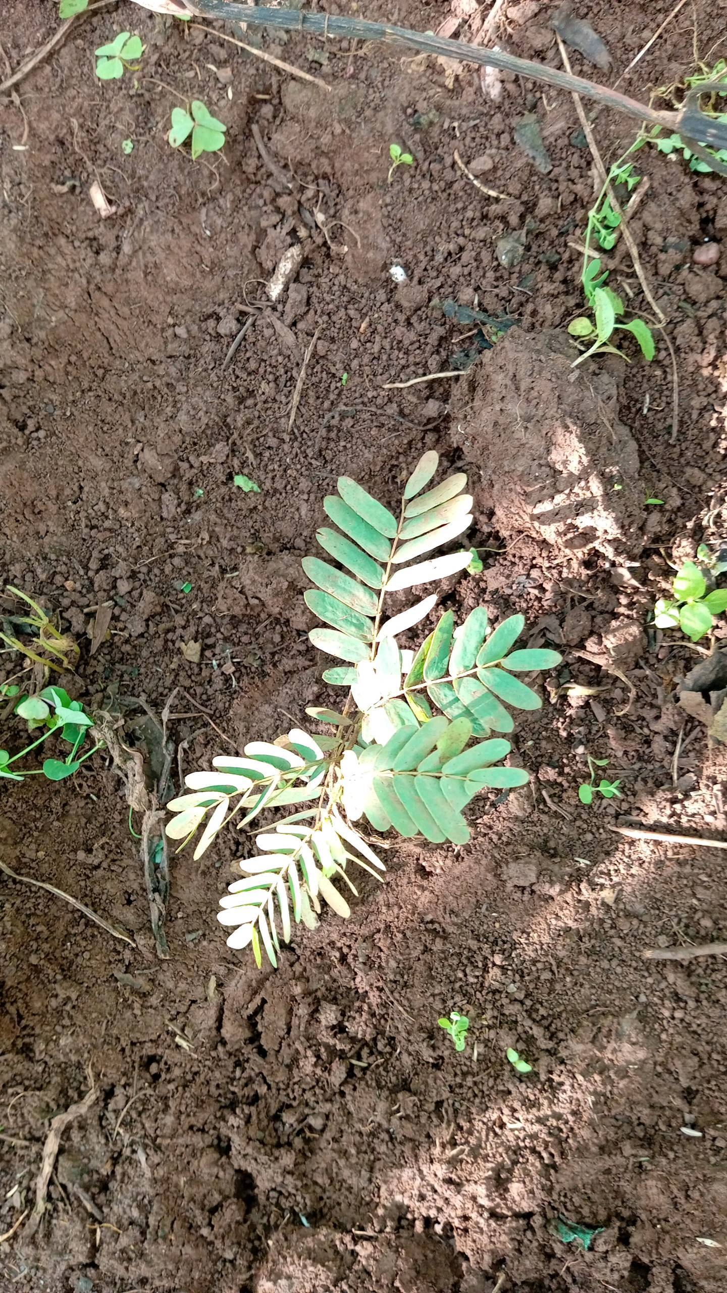 tree