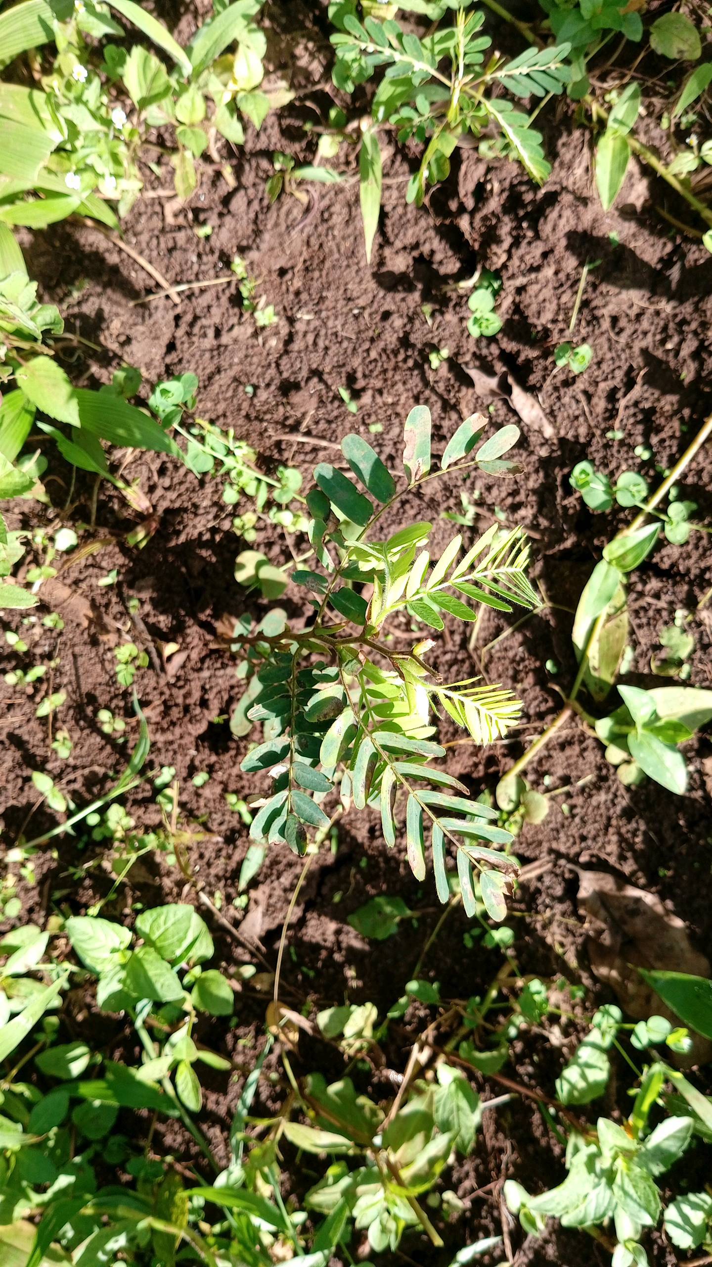 tree