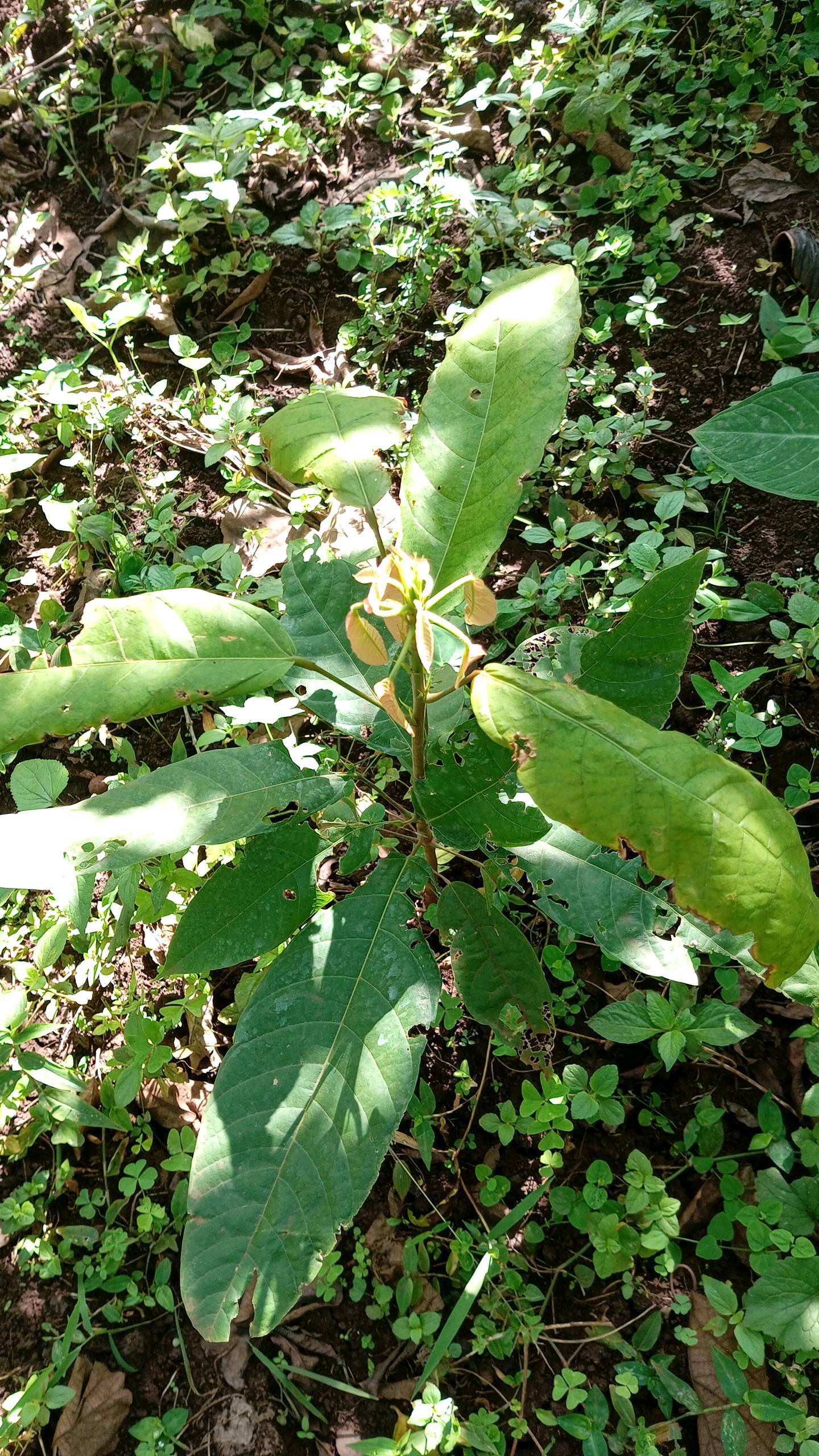 tree